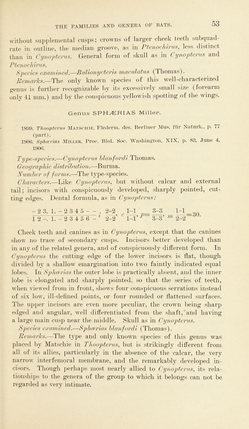 without supplemental cusps; crowns of larger cheek teeth subquad rate in outline, the median groove, as in Ptenochirus, less distinct than in Cynopterus. General form of skull as in Cynopterus and Ptenochirus. Species examined.—Balionycteris maculatus (I homas). Remarks.—The only known species of this well-characterized genus is further recognizable by its excessively small size (forearm only 41 mm.) and by the conspicuous yellowish spotting of the wings. Genus SPHCERIAS Miller. 1899. Thoopterus Matschie, Flederm. des. Berliner Mils, fiir Naturk., p. 77 (part). 190G. Sphcerias Miller, Proc. Biol. Soc. Washington, XIX, p. 83, June 4, 190(3. Type-species.—Cynopterus blanfordi Thomas. Geographic distrib ution.—Burma. Number of forms.—The tvpe-species. Characters.—Like Cynopterus, but without calcar and external tail; incisors with conspicuously developed, sharply pointed, cut- ting edges. Dental formula, as in Cynopterus: - 2 3. 1. - 2 3 4 5 - - . f 2 1.-23456 - ' 2-2 2-2’ c 1-1 1-1’ pm 3-3 3-3’ m 1-1 2-2 = 30. Cheek teeth and canines as in Cynopterus, except that the canines show no trace of secondary cusps. Incisors better developed than in any of the related genera, and of conspicuously different form. In Cynopterus the cutting edge of the lower incisors is flat, though divided by a shallow emargination into two faintly indicated equal lobes. In Sphcerias the outer lobe is practically absent, and the inner lobe is elongated and sharply pointed, so that the series of teeth, when viewed from in front, shows four conspicuous serrations instead of six low, ill-defined points, or four rounded or flattened surfaces. The upper incisors are even more peculiar, the crown being sharp edged and angular, well differentiated from the shaft/and having a large main cusp near the middle. Skull as in Cynopterus. Species examined.—Sphcerias blan fordi (Thomas). Remarks.—The type and only known species of this genus was placed by Matschie in Thoopterus, but is strikingly different from all of its all ies, particularly in the absence of the calcar, the very narrow interfemoral membrane, and the remarkably developed in- cisors. Though perhaps most nearly allied to Cynopterus, its rela- tionships to the genera of the group to which it belongs can not be regarded as very intimate.