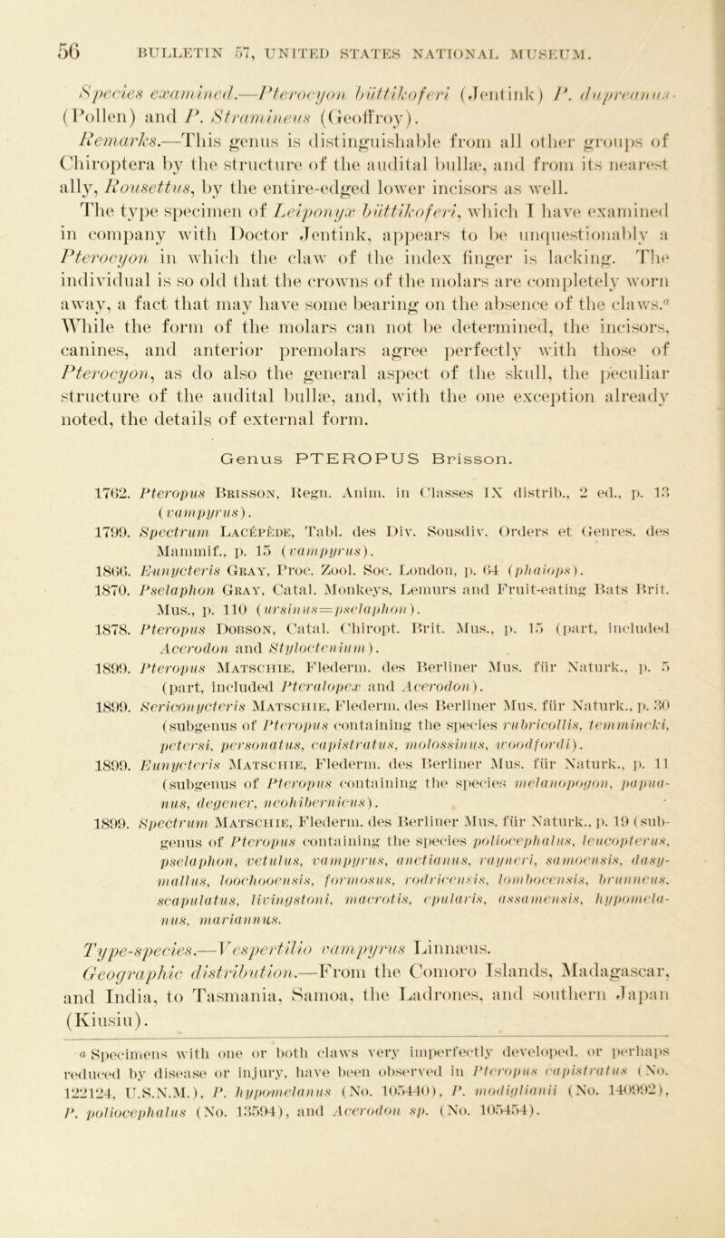 Species examined.—Pterocyon biittikoferi (Jentink) P. d aprcana .< (Pollen) and P. Stramineus (Geoffroy). Remarks.—This genus is distinguishable from all other groups of Chiroptera by the structure of the audital bullae, and from its nearest ally, Rousettus, by the entire-edged lower incisors as well. The type specimen of Lei pony x battik of eri, which I have examined in company with Doctor Jentink, appears to be unquestionably a Pterocyon in which the claw of the index finger is lacking. The individual is so old that the crowns of the molars are completely worn away, a fact that may have some bearing on the absence of the claws. While the form of the molars can not be determined, the incisors, canines, and anterior premolars agree perfectly with those of Pterocyon, as do also the general aspect of the skull, the peculiar structure of the audital bullae, and, with the one exception already noted, the details of external form. Genus PTEROPUS Brisson. 1702. Pteropus Brisson, Regn. Anim. in Classes IX distrib., 2 ed., p. 13 (vampyrus). 1799. Spectrum Lacepede, Tabl. des Div. Sousdiv. Orders et Genres, des Mammif., p. 15 (vampyrus). 1800. Eunycteris Gray, Proc. Zool. Soc. London, p. 04 (phaiops). 1870. Pselaphon Gray, Catal. Monkeys, Lemurs and Fruit-eating Bats Brit. Mus., p. 110 (ursinus—pselaphon). 1878. Pteropus Dobson, Catal. Chiropt. Brit. Mus., p. 15 (part, included Acerodon and Styloctenium). 1899. Pteropus Matschie, Flederm. des Berliner Mus. fur Naturk., p. 5 (part, included Pteralopex and Acerodon). 1899. Sericonycteris Matschie, Flederm. des Berliner Mus. fur Naturk., p. 30 (subgenus of Pteropus containing the species rubricollis, temmineki, peter si, personatus, capistratus, molossinus, icoodfordi). 1899. Eunycteris Matschie, Flederm. des Berliner Mus. fur Naturk., p. 11 (subgenus of Pteropus containing the species melanopogon, papua- nus, degenev, neohibernicus). 1899. Spectrum Matschie, Flederm. des Berliner Mus. fur Naturk., p. 19 (sub- genus of Pteropus containing the species poliocephalus, leucopterus, pselaplmn, vet ulus, vampyrus, anetianus, rayneri, samoensis, dasy- mallus, loochooensis, formosus, rodricensis, lomhocensis, brunneus, scapulatus, livinystoni, macrotis, epularis, assamensis, liypomela- nus, mariannils. Type-species.— Y es pert Hi o vampyrus Linnaeus. Geographic distribution.—From the Comoro Islands, Madagascar, and India, to Tasmania, Samoa, the Ladrones, and southern Japan (Kiusiu). a Specimens with one or both claws very imperfectly developed, or perhaps reduced by disease or injury, have been observed in Pteropus capistratus (No. 122124, U.S.N.M.), P. hypomelanus (No. 105440), P. modiglianii (No. 140992), P. poliocephalus (No. 13594), and Acerodon sp. (No. 105454).