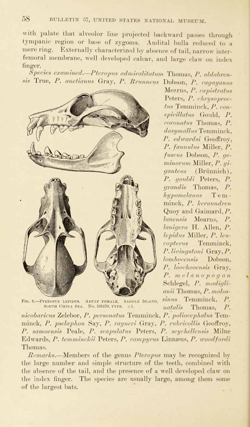 with palate that alveolor line projected backward passes through tympanic region or base of zygoma. Audita! bulla reduced to a mere ring. Externally characterized by absence of tail, narrow inter- femoral membrane, well developed calcar, and large claw on index finger. Species examined.—P ter opus admiralitatum Thomas, P. aldabren- sis True, P. anetianus Gray, P. Brunneus Dobson, P. eagayanus Mean is, P. capi stratus Peters, P. ehrysoproc- tus Temminck, P. con- spicillatus Gould, P. coronatus Thomas, P. dasymallus Temminck, P. edwardsi Geoffroy, P. fannulus Miller, P. fuscus Dobson, P. ge- minorum Miller, P. gi- ganteus (B r ii n n i ch), P. goiddi Peters, P. grandis Thomas, P. hypomelanus Tem- minck, P. keraundren Quoy and Gaimard, P. lanensis Mearns, P. lanigera H. Allen, P. lepidus Miller, P. leu- copterus Temminck, P. livingstoni Gray, P. lorn l) ocensis Dobson, P. loochooensis Gray, P. melanopogon Schlegel, P. modigli- anii Thomas, P. molos- Fig. 8.—Pteropus lepidus. Adult female. Saddle Island, SX11US Pemminck. P. South China Sea. No. 101670, type. xl. natolis Thomas P nicokaricus Zelebor, P. personatus Temminck, P. poliocephalus Tem- minck, P. pselaphon Say, P. rayneri Gray, P. rubricollis Geoffroy, P. samoensis Peale, P. scapulatus Peters, P. seychellensis Milne Edwards, P. temminckii Peters, P. vampyrus Linnaeus, P. wood ford i Thom as. Remarks.—Members of the genus Pteropus may be recognized by the large number and simple structure of the teeth, combined with the absence of the tail, and the presence of a Avell developed claw on the index finger. The species are usually large, among them some of the largest bats.