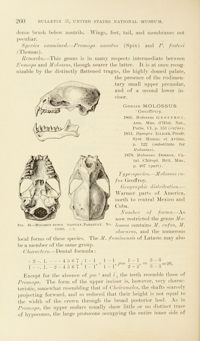 dense brush below nostrils. Wings, feet, tail, and membranes not peculiar. Species examined.—Promo ps nasutus (Spix) and P. fosteri (Thomas). Remarks.—This genus is in many respects intermediate between Eumops and Molossus, though nearer the latter. It is at once recog- nizable by the distinctly flattened tragus, the highly domed palate, the presence of the rudimen- tary small upper premolar, and of a second lower in- cisor. Genus MOLOSSUS 'Geoffroy. 1805. Molossus Geoffroy, Ann. Mus. d’Hist. Nat., Paris, VI, !>• 153 (rufus). 1811. Dysopes Illiger, Prodr. Syst. Manim. et Avium, p. 122 (substitute for Molossus). 1878. Molossus Dobson, Ca- tal. Chiropt. Brit. Mus., p. 407 (part). Type-spedies.—Molossus ru- fus Geoffroy. Geog-ra pine d 1st rib ution.— Warmer parts of America, north to central Mexico and Cuba. N urn her o f form s.—As now restricted the genus Mo- Fig. 49.—Molossus rufus. Sapucay,Paraguay. No. JossUS contains M. rufllS, M. 114885. X 2. 7 -i ,-I obscurus, and the numerous local forms of these species. The M. f uminensis of Lataste may also be a member of the same group. Characters.—Dental formula : 1-1 * A A, c~ 9^9’ m 3 - 3 =26 o — 6 - 2 1. 45 6 7 . 1-1 1-1 1 1. - 2 - 4 5 6 7 1 - 1’ 1 - ! Except for the absence of pm 2 and i 2 the teeth resemble those of Promops. The form of the upper incisor is, however, very chaiac- teristic, somewhat resembling that of Clieiromeles, the shafts scarcely projecting forward, and so reduced that their height is not equal to the width of the crown through the broad posterior heel. As in Promops, the upper molars usually show little or no distinct trace of hypocones, the large protocone occupying the entire inner side of