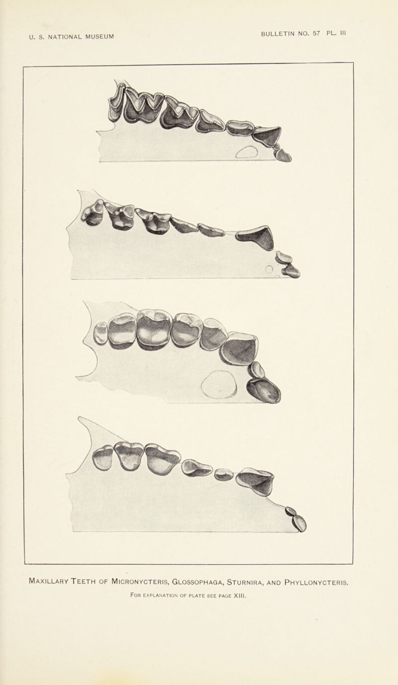 Maxillary Teeth of Micronycteris, Glossophaqa, Sturnira, and Phyllonycteris.