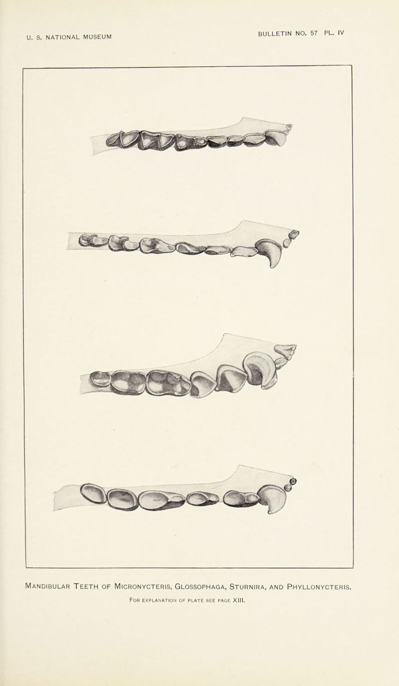 Mandibular Teeth of Micronycteris, Glossophaga, Sturnira, and Phyllonycteris.