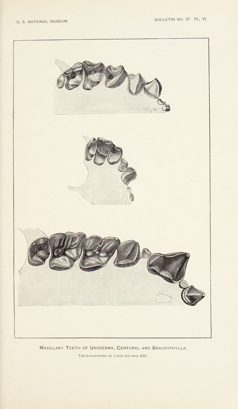 Maxillary Teeth of Uroderma, Centurio, and Brachyphylla.