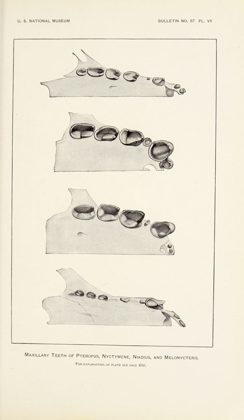 Maxillary Teeth of Pteropus, Nyctymene, Niadius, and Melonycteris.