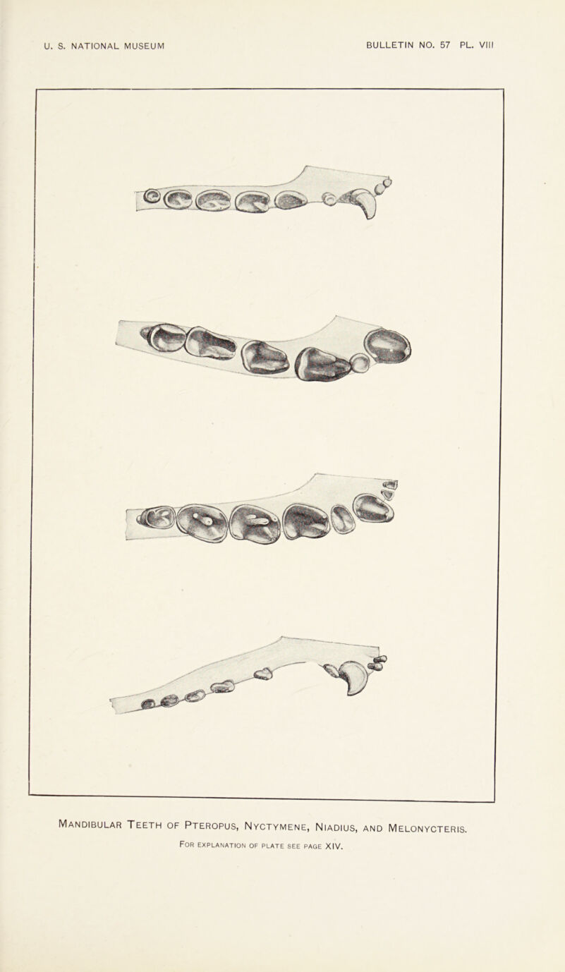 Mandibular Teeth of Pteropus, Nyctymene, Niadius, and Melonycteris.