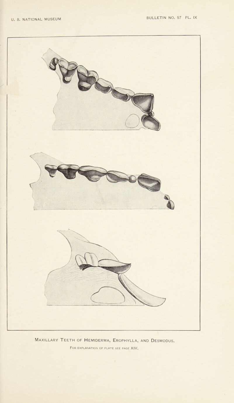 Maxillary Teeth of Hemiderma, Erophylla, and Desmodus.