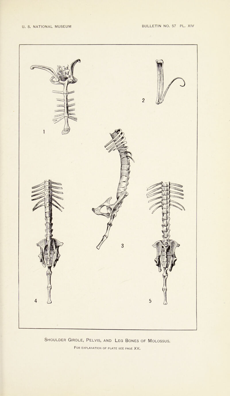 Shoulder Girdle, Pelvis, and Leg Bones of Molossus.