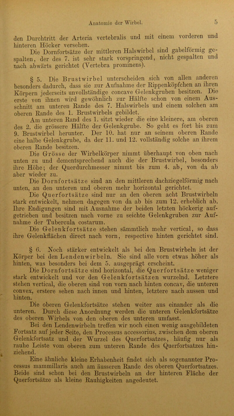 den Durchtritt der Arteria vertebralis und mit einem voideien und hinteren Höcker versehen. e . Die Dornfortsätze der mittleren Halswirbel sind gabeltöimig ge- spalten, der des 7. ist sehr stark vorspringend, nicht gespalten und nach abwärts gerichtet (Vertebra prominens). § 5. Die Brustwirbel unterscheiden sich von allen anderen besonders dadurch, dass sie zur Aufnahme der Rippenköpfchen an ihien Körpern jederseits unvollständige concave Gelenkgruben besitzen. Die erste von ihnen wird gewöhnlich zur Hälfte schon von einem Aus- schnitt am unteren Rande des 7. Halswirbels und einem solchen am oberen Rande des 1. Brustwirbels gebildet. Am unteren Rand des 1. sitzt wieder die eine kleinere, am oberen des 2. die grössere Hälfte der Gelenkgrube. So geht es fort bis zum 9. Brustwirbel herunter. Der 10. hat nur an seinem oberen Rande eine halbe Gelenkgrube, da der 11. und 12. vollständig solche an ihrem oberen Rande besitzen. Die Grösse der Wirbelkörper nimmt überhaupt von oben nach unten zu und dementsprechend auch die der Brustwirbel, besonders ihre Höhe; der Querdurchmesser nimmt bis zum 4. ab, von da ab aber wieder zu. Die Dornfortsätze sind an den mittleren dachziegelförmig nach unten, an den unteren und oberen mehr horizontal gerichtet. Die Querfortsätze sind nur an den oberen acht Brustwirbeln stark entwickelt, nehmen dagegen von da ab bis zum 12. erheblich ab. Ihre Endigungen sind mit Ausnahme der beiden letzten höckerig auf- getrieben und besitzen nach vorne zu seichte Gelenkgruben zur Auf- nahme der Tubercula costarum. Die Gelenkfortsätze stehen sämmtlich mehr vertical, so dass ihre Gelenkflächen direct nach vorn, respective hinten gerichtet sind. § 6. Koch stärker entwickelt als bei den Brustwirbeln ist der Körper bei den Lendenwirbeln. Sie sind alle vorn etwas höher als hinten, was besonders bei dem 5. ausgeprägt erscheint. Die Dornfortsätze sind horizontal, die Querfortsätze weniger stark entwickelt und vor den Gelenkfortsätzen wurzelnd. Letztere stehen vertical, die oberen sind von vorn nach hinten concav, die unteren convex, erstere sehen nach innen und hinten, letztere nach aussen und hinten. Die oberen Gelenkfortsätze stehen weiter aus einander als die unteren. Durch diese Anordnung werden die unteren Gelenkfortsätze des oberen Wirbels von den oberen des unteren umfasst. Bei den Lendenwirbeln treffen wir noch einen wenig ausgebildeten Fortsatz auf jeder Seite, den Processus accessorius, zwischen dem oberen Gelenkfortsatz und der Wurzel des Querfortsatzes, häufig nur als rauhe Leiste vom oberen zum unteren Rande des Querfortsatzes hin- ziehend. Eine ähnliche kleine Erhabenheit findet sich als sogenannter Pro- cessus mammillaris auch am äusseren Rande des oberen Querfortsatzes. Beide sind schon bei den Brustwirbeln an der hinteren Fläche der Querfortsätze als kleine Rauhigkeiten angedeutet.