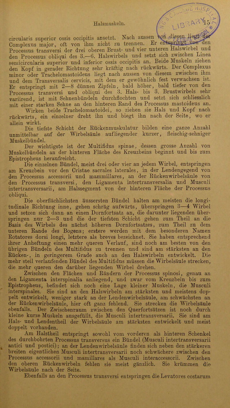 il J.S\ //■ro circularis superior ossis occipitis an setzt. Nack aussen Complexus major, oft von ikm nickt zu trennen. Er e Processus transversi der drei okeren Brust- und vier unteren Halswn bei und den Processus obliqui des 3.—6. Halswirbels und setzt sich zwischen Linea semicircularis superior und inferior ossis occipitis an. Beide Muskeln ziehen den Kopf in gerader Richtung sehr kräftig nach rückwärts. Der Complexus minor oder Trachelomastoideus liegt nach aussen von diesem zwischen ihm und dem Transversalis cervicis, mit dem er gewöhnlich fest verwachsen ist. Er entspringt mit 2—8 dünnen Zipfeln, bald höher, bald tiefer von den Processus transversi und obliqui des 3. Hals- bis 3. Brustwirbels sehi variirend, ist mit Sehnenbündeln durchflochten und setzt sich schliesslich mit einer starken Sehne an den hinteren Rand des Processus mastoideus an. Wirken beide Trachelomastoidei, so ziehen sie Hals und Kopf nach rückwärts, ein einzelner dreht ihn und biegt ihn nach der Seite, wo er allein wirkt. Die tiefste Schicht der Rückenmuskulatur bilden eine ganze Anzahl unmittelbar auf der Wirbelsäule auf liegender kurzer, fleischig-sehniger Muskelbündel. Der wichtigste ist der Multifidus spinae, dessen grosse Anzahl von Muskelbündeln an der hinteren Fläche des Kreuzbeins beginnt und bis zum Epistropheus heraufreicht. Die einzelnen Bündel, meist drei oder vier an jedem Wirbel, entspringen am Kreuzbein vor den Cristae sacrales laterales, in der Lendengegend von den Processus accessorii und mammillares, an der Rückenwirbelsäule von den Processus transversi, den Ligamenta intertransversalia und Musculi intertransversarii, am Halssegment von der hinteren Fläche der Processus obliqui. Die oberflächlichsten äussersten Bündel halten am meisten die longi- tudinale Richtung inne, gehen schräg aufwärts, überspringen 3—4 Wirbel und setzen sich dann an einen Dornfortsatz an, die darunter liegenden über- springen nur 2—3 und die der tiefsten Schicht gehen zum Theil an die Basis des Wirbels des nächst höheren Dornfortsatzes, zum Theil zu dem unteren Rande des Bogens; erstere werden mit dem besonderen Namen Rotatores dorsi longi, letztere als breves bezeichnet. Sie haben entsprechend ihrer Anheftung einen mehr queren Verlauf, sind noch am besten von den übrigen Bündeln des Multifidus zu trennen und sind am stärksten an den Rücken-, in geringerem Grade auch an den Halswirbeln entwickelt. Die mehr steil verlaufenden Bündel des Multifidus müssen die Wirbelsäule strecken, die mehr queren den darüber liegenden Wirbel drehen. Zwischen den Flächen und Rändern der Processus spinosi, genau an den Ligamenta interspinalia anliegend, und zwar vom Kreuzbein bis zum Epistropheus, befindet sich noch eine Lage kleiner Muskeln, die Musculi interspinales. Sie sind an den Halswirbeln am stärksten und meistens dop- pelt entwickelt, weniger stark an der Lendenwirbelsäule, am schwächsten an der Rückenwirbelsäule, hier oft ganz fehlend. Sie strecken die Wirbelsäule ebenfalls. Der Zwischenraum zwischen den Querfortsätzen ist noch durch kleine kurze Muskeln ausgefüllt, die Musculi intertransversarii. Sie sind am Hals- und Lendentheil der Wirbelsäule am stärksten entwickelt und meist doppelt vorhanden. Am Halstheil entspringt sowohl vom vorderen als hinteren Schenkel des durchbohrten Processus transversus ein Bündel (Musculi intertransversarii antici und postici); an der Lendenwirbelsäule finden sich neben den stärkeren breiten eigentlichen Musculi intertransversarii noch schwächere zwischen den Processus accessorii und mamillares als Musculi interaccessorii. Zwischen den oberen Rückenwirbeln fehlen sie meist gänzlich. Sie krümmen die Wirbelsäule nach der Seite. Ebenfalls an den Processus transversi entspringen die Levatores costarum