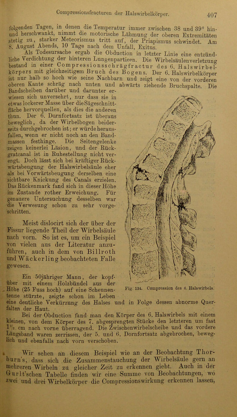 folgenden Tagen, in. denen die Temperatur immer zwischen 38 und 39° hin- und herschwankt, nimmt die motorische Lähmung der oberen Extremitäten stetig zu, starker Meteorismus tritt auf, der Priapismus schwindet. Am 8. August Abends, 10 Tage nach dem Unfall, Exitus. Als Todesursache . ergab die Obduction in letzter Linie eine entzünd- liche Verdichtung dei hinteren Lungenpartieen. Die V^irbelsäulenverletzun0- bestand in einer Compressionsschrägfractur des 6. Halswirbel- körpers mit gleichzeitigem Bruch des Bogens. Der 6. Halswirbelkörper ist nui halb so hoch wie seine Nachbarn und zeigt eine von der vorderen oberen Kante schräg nach unten und abwärts ziehende Bruchspalte. Die Bandscheiben darüber und darunter er- wiesen sich unversehrt, nur dass sie in etwas lockerer Masse über die Sägeschnitt- fläche hervorquellen, als dies die anderen thun. Der 6. Dornfortsatz ist überaus beweglich, da der Wirbelbogen beider- seits durchgebrochen ist; er würde heraus- fallen, wenn er nicht noch an den Band- massen festhinge. Die Seitengelenke zeigen keinerlei Läsion, und der Rück- gratcanal ist in Ruhestellung nicht ver- engt. Doch lässt sich bei kräftiger Rück- wärtsbeugung der Halswirbelsäule eher als bei Vorwärtsbeugung derselben eine sichtbare Knickung des Canals erzielen. Das Rückenmark fand sich in dieser Höhe im Zustande rother Erweichung. Für genauere Untersuchung desselben war die Verwesung schon zu sehr vorge- schritten. Meist dislocirt sich der über der Fissur liegende Theil der Wirbelsäule nach vorn. So ist es, um ein Beispiel von vielen aus der Literatur anzu- führen, auch in dem von Billroth und Wackerling beobachteten Falle gewesen. Ein 50jähriger Mann, der kopf- über mit einem Holzbündel aus der Höhe (25 Fuss hoch) auf eine Scheunen- Fis-134- Compression des 6. Halswirbels. tenne stürzte, zeigte schon im Leben eine deutliche Verkürzung des Halses und in Folge dessen abnorme Quer- falten der Haut. Bei der Obduction fand man den Körper des 6. Halswirbels mit einem kleinen, von dem Körper des 7. abgesprengten Stücke den letzteren um fast l1/2 cm nach vorne überragend. Die Zwischenwirbelscheibe und das vordere Längsband waren zerrissen, der 5. und 6. Dornfortsatz abgebrochen, beweg- lich und ebenfalls nach vorn verschoben. Wir sehen an diesem Beispiel wie an der Beobachtung Thor- hurn’s, dass sich die Zusammenstauchung der Wirbelsäule gern an mehreren Wirbeln zü gleicher Zeit zu erkennen giebt. Auch in der Crurlt’schen Tabelle finden wir eine Summe von Beobachtungen, wo z'vei und drei Wirbelkörper die CompressionsWirkung erkennen lassen,