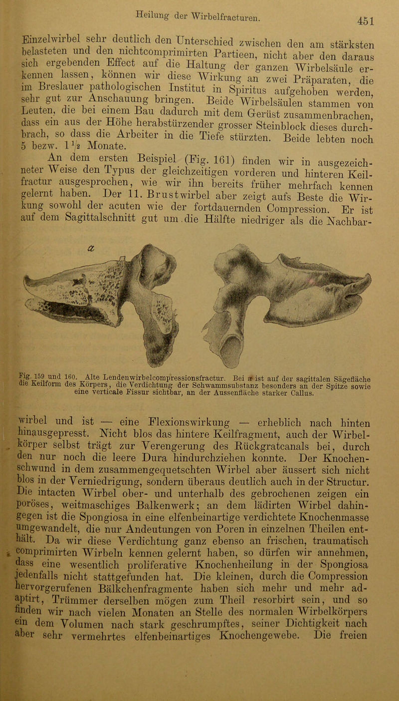 451 EmzelWirbel sehr deutlich den Unterschied zwischen den am stärksten belasteten und den mchtcomprimirten Partieen, nicht aber den daraus sich ergebenden Effect auf die Haltung der ganzen Wirbelsäule er- kennen lassen, können wir diese Wirkung an zwei Präparaten, die ,m Breslauer pathologischen Institut in Spiritus aufgehoben werden, sehr gut zur Anschauung bringen. Beide Wirbelsäulen stammen von Leuten, die bei einem Bau dadurch mit dem Gerüst zusammenbrachen, dass ein aus der Hohe herabstürzender grosser Steinblock dieses durch- brach, so dass die Arbeiter in die Tiefe stürzten. Beide lebten noch 5 bezw. 1,2 Monate. Ali dem ersten Beispiel (Fig. 161) finden wir in ausgezeich- neter Weise den Typus der gleichzeitigen vorderen und hinteren Keil- fractur ausgesprochen, wie wir ihn bereits früher mehrfach kennen gelernt haben. Der 11. Brustwirbel aber zeigt aufs Beste die Wir- kung sowohl der acuten wie der fortdauernden Compression. Er ist auf dem Sagittalschnitt gut um. die Hälfte niedriger als die Nachbar- Fig. log imd 160. Alte Lendenwirbelcompressionsfractur. Bei a? ist auf der sagittalen Sägefläche tue Keutorm des Körpers, die Verdichtung der Schwammsubstanz besonders an der Spitze sowie eine verticale Fissur sichtbar, an der Aussenfläche starker Callus. wirbel und ist — eine Eiexionswirkung — erheblich nach hinten hinausgepresst. Nicht blos das hintere Keilfragment, auch der Wirbel- körper selbst trägt zur Verengerung des Rückgratcanals bei, durch den nur noch die leere Dura hindurchziehen konnte. Der Knochen- schwund in dem zusammengequetschten Wirbel aber äussert sich nicht blos in der Verniedrigung, sondern überaus deutlich auch in der Structur. Die intacten Wirbel ober- und unterhalb des gebrochenen zeigen ein poröses, weitmaschiges Balkenwerk- an dem lädirten Wirbel dahin- gegen ist die Spongiosa in eine elfenbeinartige verdichtete Knochenmasse umgewandelt, die nur Andeutungen von Poren in einzelnen Theilen ent- hält. Da wir diese Verdichtung ganz ebenso an frischen, traumatisch comprimirten Wirbeln kennen gelernt haben, so dürfen wir annehmen, dass eine wesentlich proliferative Knochenheilung in der Spongiosa jedenfalls nicht stattgefunden hat. Die kleinen, durch die Compression hervorgerufenen Bälkchenfragmente haben sich mehr und mehr ad- aptirt, Trümmer derselben mögen zum Theil resorbirt sein, und so finden wir nach vielen Monaten an Stelle des normalen Wirbelkörpers ein dem Volumen nach stark geschrumpftes, seiner Dichtigkeit nach über sehr vermehrtes elfenbeinartiges Knochengewebe. Die freien