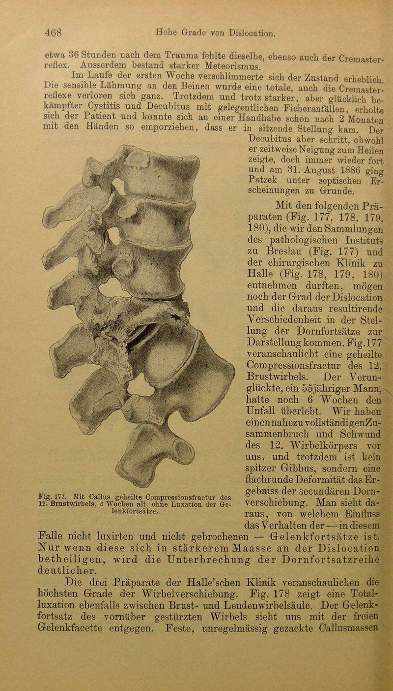 etwa 36 Stunden nach dem Trauma fehlte dieselbe, ebenso auch der Cremaster- reflex. Ausserdem bestand starker Meteorismus. Im Laufe der ersten Woche verschlimmerte sich der Zustand erheblich. Die sensible Lähmung an den Beinen wurde eine totale, auch die Cremaster- reflexe verloren sich ganz. Trotzdem und trotz starker, aber glücklich be- kämpfter Cystitis und Decubitus mit gelegentlichen Fieberanfällen, erholte sich der Patient und konnte sich an einer Handhabe schon nach 2 Monaten mit den Händen so emporziehen, dass er in sitzende Stellung kam. Der Decubitus aber schritt, obwohl er zeitweise Neigung zum Heilen zeigte, doch immer wieder fort und am 31. August 1886 ging Patzek unter septischen Er- scheinungen zu Grunde. Mit den folgenden Prä- paraten (Fig. 177, 178, 179, 180), die wir den Sammlungen des pathologischen Instituts zu Breslau (Fig. 177) und der chirurgischen Klinik zu Halle (Fig. 178, 179, 180) entnehmen durften, mögen noch der Grad der Dislocation und die daraus resultirende Verschiedenheit in der Stel- lung der Dornfortsätze zur Darstellung kommen. Fig. 177 veranschaulicht eine geheilte Compressionsfractur des 12. Brustwirbels. Der Verun- glückte, ein 55jähriger Mann, hatte noch 6 Wochen den Unfall überlebt. Wir haben einen nahezu vollständigen Zu- sammenbruch und Schwund des 12. Wirbelkörpers vor uns, und trotzdem ist kein spitzer G-ibbus, sondern eine flachrunde Deformität das Er- gebniss der secundären Dorn- verschiebung. Man sieht da- raus, von welchem Einfluss das Verhalten der — in diesem Falle nicht luxirten und nicht gebrochenen — Gelenkfortsätze ist. Nur wenn diese sich in stärkerem Maasse an der Dislocation betheiligen, wird die Unterbrechung der Dornfortsatzreilie deutlicher. Die drei Präparate der Halle’schen Klinik veranschaulichen die höchsten Grade der Wirbelverschiebung. Fig. 178 zeigt eine Total- luxation ebenfalls zwischen Brust- und Lendenwirbelsäule. Der Gelenk- fortsatz des vornüber gestürzten Wirbels sieht uns mit der freien Gelenkfacette entgegen. Feste, unregelmässig gezackte Callusmassen Fig. 177. Mit Callus geheilte Compressionsfractur des 12. Brustwirbels, 6 Wochen alt, ohne Luxation der Ge- lenkfortsätze.