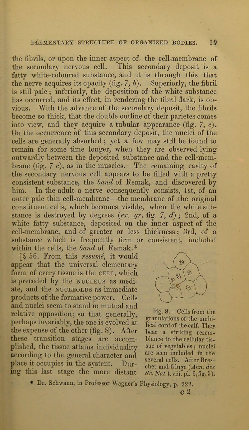 the fibrils, or upon the inner aspect of the cell-membrane of the secondary nervous cell. This secondary deposit is a fatty white-coloured substance, and it is through this that the nerve acquires its opacity (fig. 7, b). Superiorly, the fibril is still pale ; inferiorly, the deposition of the white substance has occurred, and its effect, in rendering the fibril dark, is ob- vious. With the advance of the secondary deposit, the fibrils become so thick, that the double outline of their parietes comes into view, and they acquire a tubular appearance (fig. 7, c). On the occurrence of this secondary deposit, the nuclei of the cells are generally absorbed; yet a few may still be found to remain for some time longer, when they are observed lying outwardly between the deposited substance and the cell-mem- brane (fig. 7 c), as in the muscles. The remaining cavity of the secondary nervous cell appears to be filled with a pretty consistent substance, the band of Remak, and discovered by him. In the adult a nerve consequently consists, 1st, of an outer pale thin cell-membrane—the membrane of .the original constituent cells, which becomes visible, when the white sub- stance is destroyed by degrees (ex. gr. fig, 7, d) ; 2nd, of a white fatty substance, deposited on the inner aspect of the cell-membrane, and of greater or less thickness; 3rd, of a substance which is frequently firm or consistent, included within the cells, the band of Remak.* [§ 56. From this resume, it would appear that the universal elementary form of every tissue is the cell, which is preceded by the nucleus as medi- ate, and the nucleolus as immediate products of the formative power. Cells and nuclei seem to stand in mutual and relative opposition; so that generally, perhaps invariably, the one is evolved at the expense of the other (fig. 8). After these transition stages are accom- plished, the tissue attains individuality according to the general character and place it occupies in the system. Dur- ing this last stage the more distant Fig. 8.—Cells from the granulations of the umbi- lical cord of the calf. They bear a striking resem- blance to the cellular tis- sue of vegetables; nuclei are seen included in the several cells. After Bres- chet and Gluge (Ann. des Sc.Nut.t.Vni. pi. 6,fig. 5). • Dr. Schwann, in Professor Wagner’s Physiology, p. 222. c 2