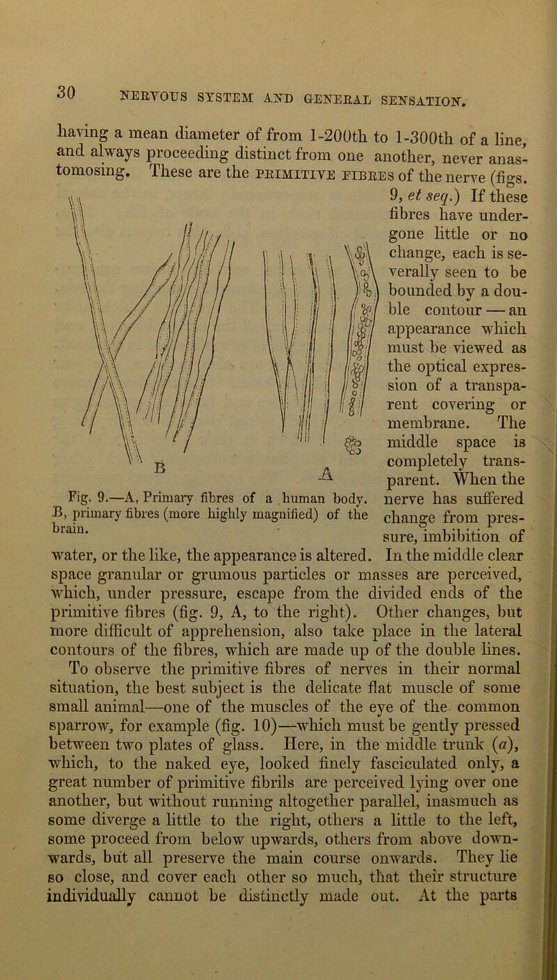 having a mean diameter of from 1-200th to 1-300th of a line, and always proceeding distinct from one another, never anas- tomosing. These are the primitive eibres of the nerve (figs. A Fig. 9.—A, Primary fibres of a human body. B, primary fibres (more highly magnified) of the brain. 9, et seq.) If these fibres have under- gone little or no change, each is se- verally seen to be bounded by a dou- ble contour — an appearance which must be viewed as /j|l the optical expres- ' oil sion of a transpa- rent covering or membrane. The middle space is completely trans- parent. When the nerve has suffered change from pres- sure, imbibition of water, or the like, the appearance is altered. In the middle clear space granular or grumous particles or masses are perceived, which, under pressure, escape from the divided ends of the primitive fibres (fig. 9, A, to the right). Other changes, but more difficult of apprehension, also take place in the lateral contours of the fibres, which are made up of the double lines. To observe the primitive fibres of nerves in their normal situation, the best subject is the delicate flat muscle of some small animal—one of the muscles of the eye of the common sparrow, for example (fig. 10)—which must be gently pressed between two plates of glass. Here, in the middle trunk (a), which, to the naked eye, looked finely fasciculated only, a great number of primitive fibrils are perceived lying over one another, but without running altogether parallel, inasmuch as some diverge a little to the right, others a little to the left, some proceed from below upwards, others from above down- wards, but all preserve the main course onwards. They lie so close, and cover each other so much, that their structure individually cannot be distinctly made out. At the parts