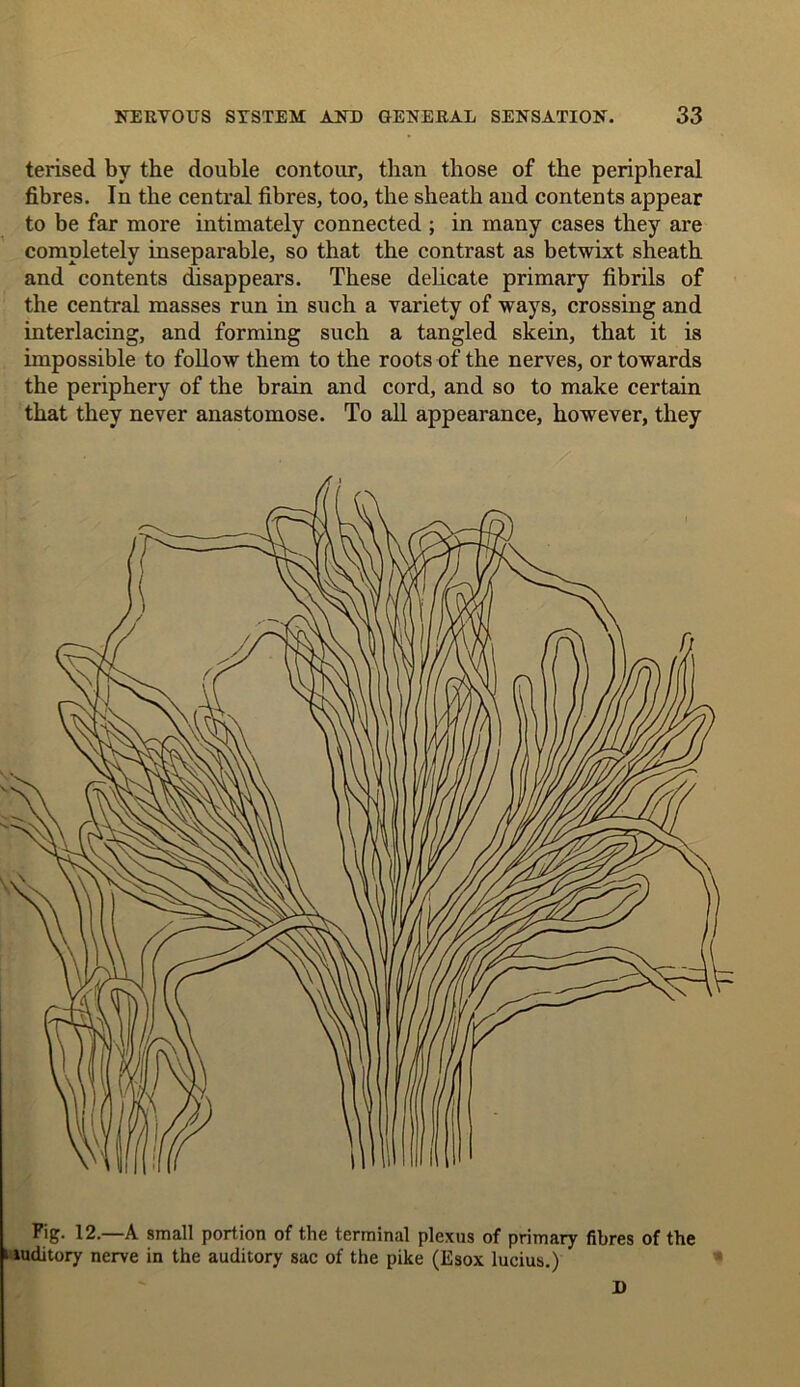 terised by the double contour, than those of the peripheral fibres. In the central fibres, too, the sheath and contents appear to be far more intimately connected ; in many cases they are completely inseparable, so that the contrast as betwixt sheath and contents disappears. These delicate primary fibrils of the central masses run in such a variety of ways, crossing and interlacing, and forming such a tangled skein, that it is impossible to follow them to the roots of the nerves, or towards the periphery of the brain and cord, and so to make certain that they never anastomose. To all appearance, however, they Fig. 12.—A small portion of the terminal plexus of primary fibres of the mditory nerve in the auditory sac of the pike (Esox lucius.) D