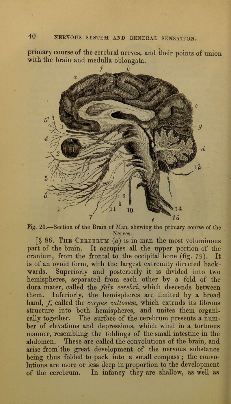 primary course of the cerebral nerves, and their points of union with the brain and medulla oblongata. I Fig. 20.—Section of the Brain of Man, shewing the primary course of the Nerves. [§ 86. The Cerebrum (a) is in man the most voluminous part of the brain. It occupies all the upper portion of the cranium, from the frontal to the occipital bone (fig. 79). It is of an ovoid form, with the largest extremity directed back- wards. Superiorly and posteriorly it is divided into two hemispheres, separated from each other by a fold of the dura mater, called the falx cerebri, which descends between them. Inferiorly, the hemispheres are limited by a broad band, f, called the corpus callosum, which extends its fibrous structure into both hemispheres, and unites them organi- cally together. The surface of the cerebrum presents a num- ber of elevations and depressions, which wind in a tortuous manner, resembling the foldings of the small intestine in the abdomen. These are called the convolutions of the brain, and arise from the great development of the nervous substance being thus folded to pack into a small compass ; the convo- lutions are more or less deep in proportion to the development of the cerebrum. In infancy they are shallow, as well as