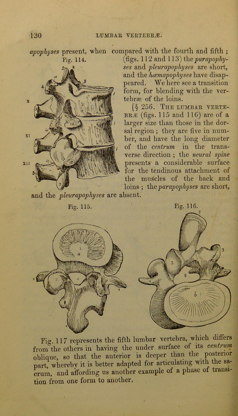 apophyses present, when compared with the fourth and fifth ; Fig. 114. (fig8- 112 and 113) the purapophy- ses and pleurapophyses are short, and the hcemapophyses have disap- peared. We here see a transition form, for blending with the ver- tebrae of the loins. [§ 256. The lumbar verte- brae (figs. 115 and 116) are of a larger size than those in the dor- sal region ; they are five in num- ber, and have the long diameter of the centrum in the trans- verse direction ; the neural spine presents a considerable surface for the tendinous attachment of the muscles of the hack and loins ; the par apophyses are short, and the pleur apophyses are absent. Fio-. 117 represents the fifth lumbar vertebra, which differs from°the others in having the under surface of its centrum oblique, so that the anterior is deeper than the posterior part, whereby it is better adapted for articulating With the sa- crum, and affording us another example of a phase of transi- tion from one form to another.