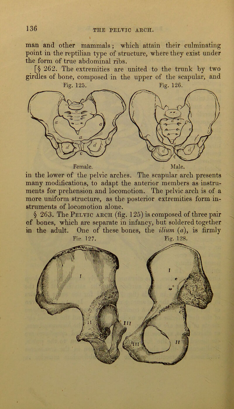 man and other mammals; which attain their culminating point in the reptilian type of structure, where they exist under the form of true abdominal ribs. [§ 262. The extremities are united to the trunk by two girdles of bone, composed in the upper of the scapular, and Fig. 125. Fig. 126. in the lower of the pelvic arches. The scapular arch presents many modifications, to adapt the anterior members as instru- ments for prehension and locomotion. The pelvic arch is of a more uniform structure, as the posterior extremities form in- struments of locomotion alone. § 263. The Pelvic arch (fig. 125) is composed of three pair of bones, which are separate in infancy, but soldered together in the adult. One of these bones, the ilium (a), is firmly Fin- 127. Fig. 128.