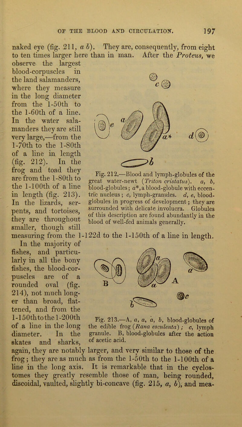 c d naked eye (fig. 211, a b). They are, consequently, from eight to ten times larger here than in man. After the Proteus, we observe the largest blood-corpuscles in ^ the land salamanders, where they measure in the long diameter from the 1-5Oth to the 1 -60tli of a line. In the water sala- manders they are still very large,—from the 1 -70th to the l-80th of a line in length (fig. 212). In the frog and toad they are from the 1-8 Oth to the 1-100th of a line in length (fig. 213). In the lizards, ser- pents, and tortoises, they are throughout smaller, though still measuring from the 1-122d to the 1 -150th of a line in length. In the majority of fishes, and particu- larly in all the bony fishes, the blood-cor- puscles are of a rounded oval (fig. 214), not much long- er than broad, flat- tened, and from the 1 -150th to the 1 -200th of a line in the long diameter. In the skates and sharks, again, they are notably larger, and very similar to those of the frog ; they are as much as from the l-50th to the 1-100th of a line in the long axis. It is remarkable that in the cyclos- tomes they greatly resemble those of man, being rounded, discoidal, vaulted, slightly bi-concave (fig. 215, a, b), and mea- Fig. 212.—Blood and lymph-globules of the great water-newt (Triton cristatus). a, b, blood-globules; a*, a blood-globule with eccen- tric nucleus ; c, lymph-granules, d, e> blood- globules in progress of development; they are surrounded with delicate involucra. Globules of this description are found abundantly in the blood of well-fed animals generally. Fig. 213.—A, a, a, a, b, blood-globules of the edible frog (Rana esculenta) ; c, lymph granule. B, blood-globules after the action of acetic acid.