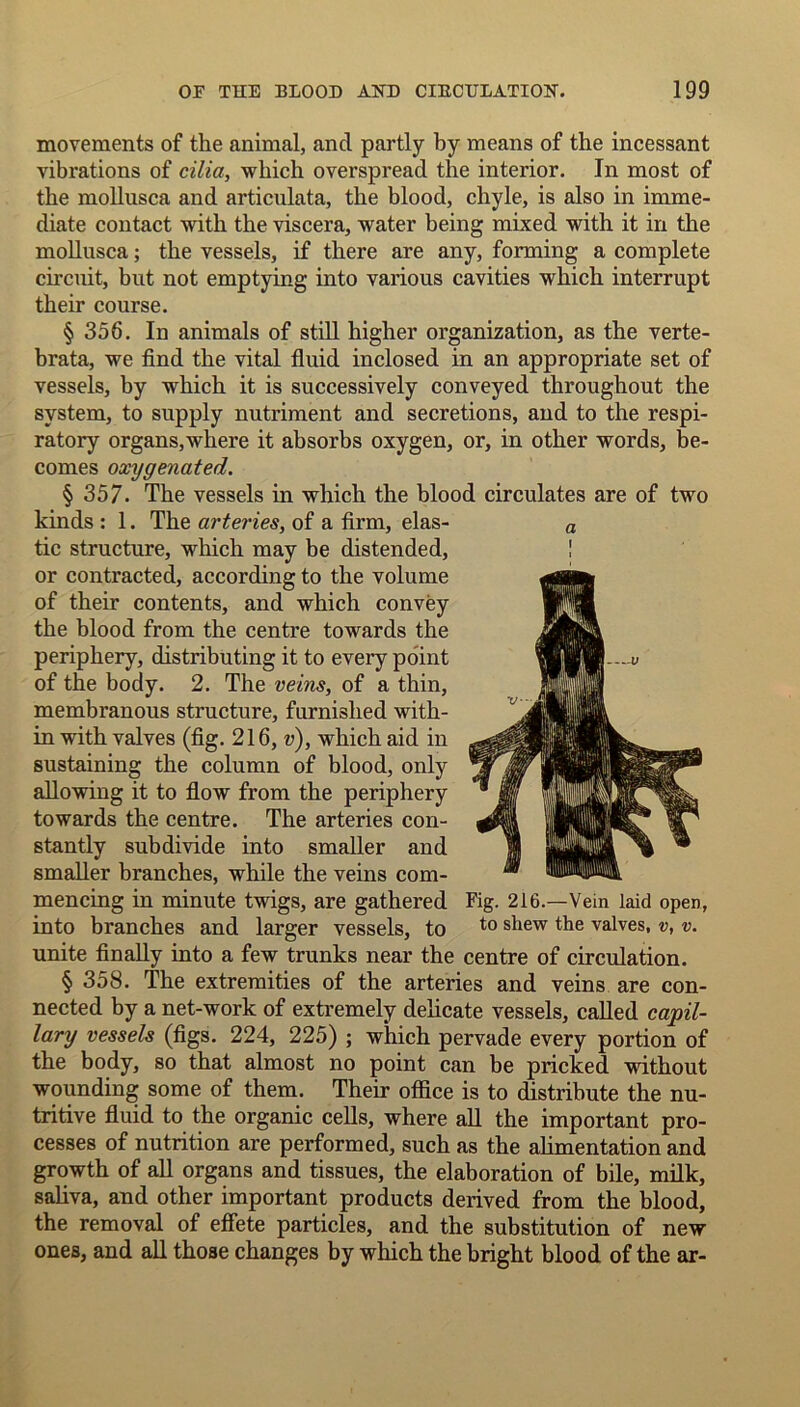 movements of the animal, ancl partly by means of the incessant vibrations of cilia, which overspread the interior. In most of the mollusca and articulata, the blood, chyle, is also in imme- diate contact with the viscera, water being mixed with it in the mollusca; the vessels, if there are any, forming a complete circuit, but not emptying into various cavities which interrupt their course. § 356. In animals of still higher organization, as the verte- brata, we find the vital fluid inclosed in an appropriate set of vessels, by which it is successively conveyed throughout the system, to supply nutriment and secretions, and to the respi- ratory organs,where it absorbs oxygen, or, in other words, be- comes oxygenated. § 357- The vessels in which the blood circulates are of two kinds : 1. The arteries, of a firm, elas- tic structure, which may be distended, or contracted, according to the volume of their contents, and which convey the blood from the centre towards the periphery, distributing it to every point of the body. 2. The veins, of a thin, membranous structure, furnished with- in with valves (fig. 216, v), which aid in sustaining the column of blood, only allowing it to flow from the periphery towards the centre. The arteries con- stantly subdivide into smaller and smaller branches, while the veins com- mencing in minute twigs, are gathered into branches and larger vessels, to unite finally into a few trunks near the centre of circulation. § 358. The extremities of the arteries and veins are con- nected by a net-work of extremely delicate vessels, called capil- lary vessels (figs. 224, 225) ; which pervade every portion of the body, so that almost no point can be pricked without wounding some of them. Their office is to distribute the nu- tritive fluid to the organic cells, where all the important pro- cesses of nutrition are performed, such as the alimentation and growth of all organs and tissues, the elaboration of bile, milk, saliva, and other important products derived from the blood, the removal of effete particles, and the substitution of new ones, and all those changes by which the bright blood of the ar- a i Fig. 216.—Vein laid open, to shew the valves, v, v.