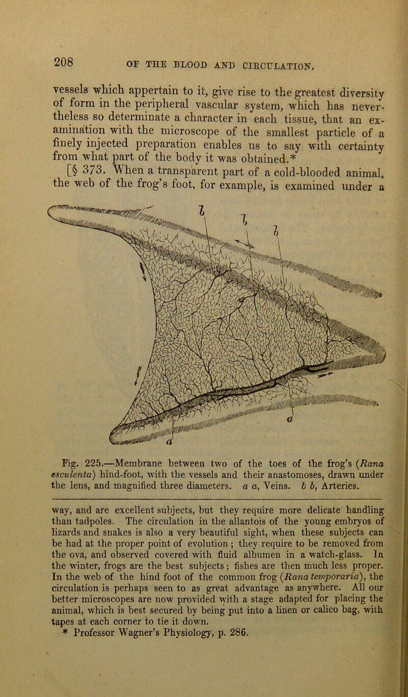 vessels which appertain to it, give rise to the greatest diversity of form in the peripheral vascular system, which has never- theless so determinate a character in each tissue, that an ex- amination with the microscope of the smallest particle of a finely injected preparation enables us to say with certainty from what part of the body it was obtained.* [§ 3/3. When a transparent part of a cold-blooded animal, the web of the frog’s foot, for example, is examined under a Fig. 225.—Membrane between two of the toes of the frog's (Rana esculenta) hind-foot, with the vessels and their anastomoses, drawn under the lens, and magnified three diameters, a a, Veins, b b, Arteries. way, and are excellent subjects, but they require more delicate handling than tadpoles. The circulation in the allantois of the young embryos of lizards and snakes is also a very beautiful sight, when these subjects can be had at the proper point of evolution ; they require to be removed from the ova, and observed covered with fluid albumen in a watch-glass. In the winter, frogs are the best subjects; fishes are then much less proper. In the web of the hind foot of the common frog (Rana temporaria), the circulation is perhaps seen to as great advantage as anywhere. All our better microscopes are now provided with a stage adapted for placing the animal, which is best secured by being put into a linen or calico bag, with tapes at each corner to tie it down. * Professor Wagner’s Physiology, p. 286.