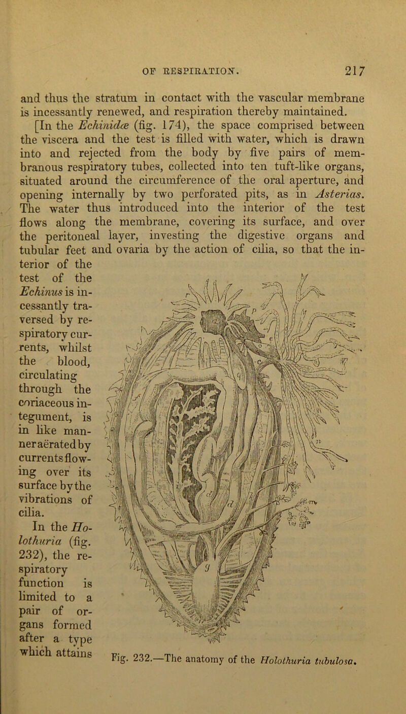 and thus the stratum in contact with the vascular membrane is incessantly renewed, and respiration thereby maintained. [In the Echiaidce (fig. 174), the space comprised between the viscera and the test is filled with water, which is drawn into and rejected from the body by five pairs of mem- branous respiratory tubes, collected into ten tuft-like organs, situated around the circumference of the oral aperture, and opening internally by two perforated pits, as in Astericis. The water thus introduced into the interior of the test flows along the membrane, covering its surface, and over the peritoneal layer, investing the digestive organs and tubular feet and ovaria by the action of cilia, so that the in- terior of the test of the Echinus is in- cessantly tra- versed by re- spiratory cur- rents, whilst the blood, circulating through the coriaceous in- tegument, is in like man- ner aerated by currents flow- ing over its surface by the vibrations of cilia. In the IIo- lothuria (fig. 232), the re- spiratory function is limited to a pair of or- gans formed after a type Fig- 232. The anatomy of the Holothuria tubulosa.