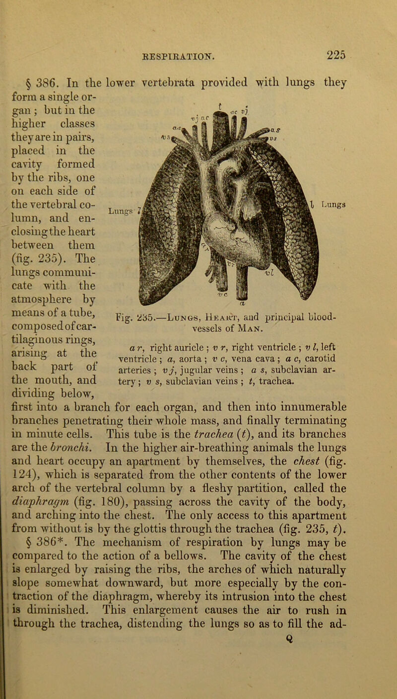 § 386. In the lower vertebrata provided with lungs they form a single or- gan ; but in the higher classes they are in pairs, placed in the cavity formed by the ribs, one on each side of the vertebral co- lumn, and en- closing the heart between them (fig. 235). The lungs commuui- cate wdth the atmosphere by means of a tube, composed of car- tilaginous rings, arising at the back part of the mouth, and dividing below, first into a branch for each organ, and then into innumerable branches penetrating their whole mass, and finally terminating in minute cells. This tube is the trachea (t), and its branches are the bronchi. In the higher air-breathing animals the lungs and heart occupy an apartment by themselves, the chest (fig. 124), which is separated from the other contents of the lower arch of the vertebral column by a fleshy partition, called the diaphragm (fig. 180), passing across the cavity of the body, and arching into the chest. The only access to this apartment from without is by the glottis through the trachea (fig. 235, t). § 386*. The mechanism of respiration by lungs may he compared to the action of a bellows. The cavity of the chest is enlarged by raising the ribs, the arches of which naturally slope somewhat downward, but more especially by the con- traction of the diaphragm, whereby its intrusion into the chest is diminished. This enlargement causes the air to rush in through the trachea, distending the lungs so as to fill the ad- Q Fig. *2b5.—Lungs, Hkakt, aud principal blood- vessels of Man. a r, right auricle : v r, right ventricle ; v l, left ventricle ; a, aorta ; v c, vena cava ; a c, carotid arteries ; vj, jugular veins ; a s, subclavian ar- tery ; v s, subclavian veins ; t, trachea.