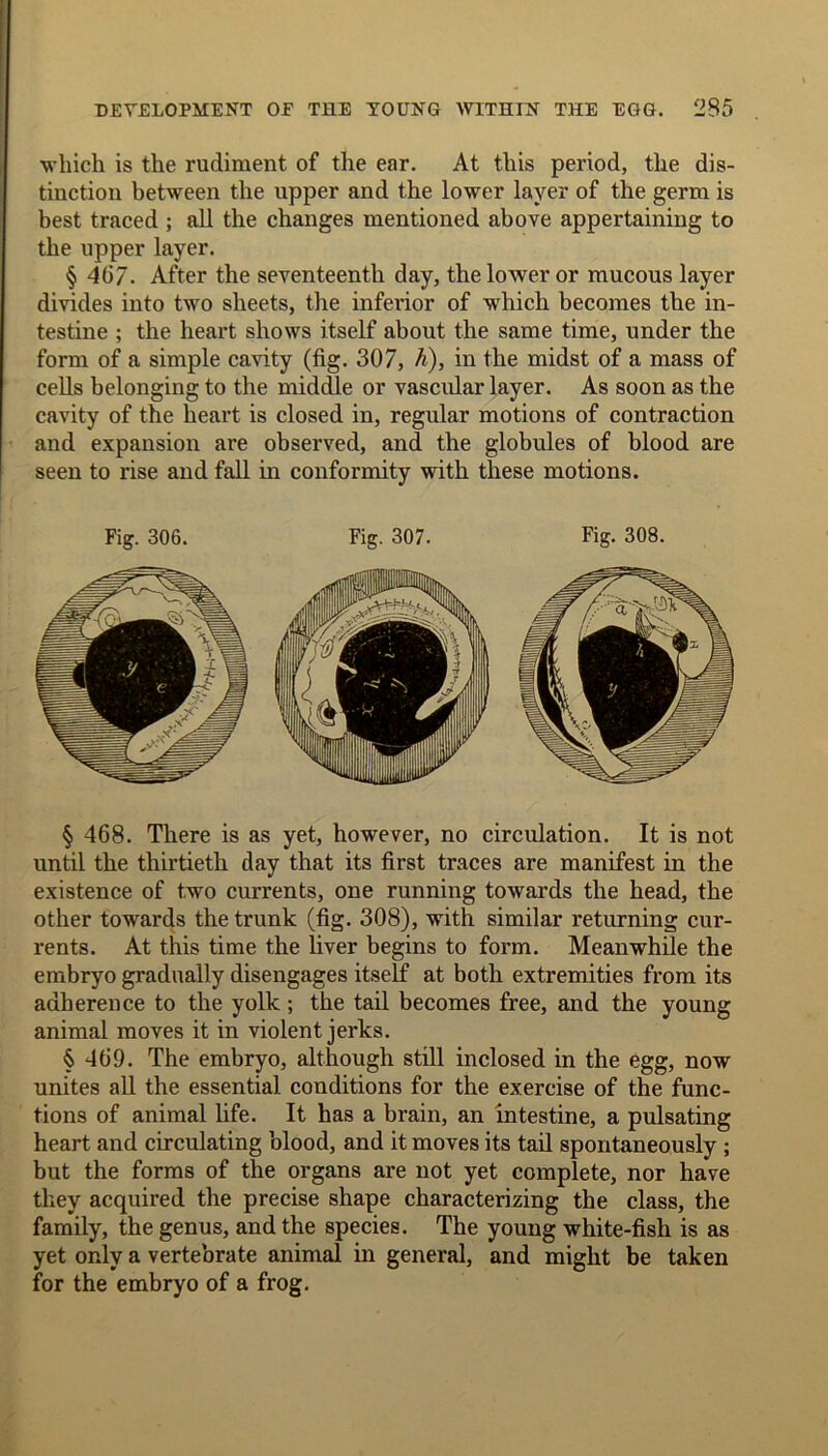 which is the rudiment of the ear. At this period, the dis- tinction between the upper and the lower layer of the germ is best traced ; all the changes mentioned above appertaining to the upper layer. § 4(37- After the seventeenth day, the lower or mucous layer divides into two sheets, the inferior of which becomes the in- testine ; the heart shows itself about the same time, under the form of a simple cavity (fig. 307, h), in the midst of a mass of cells belonging to the middle or vascular layer. As soon as the cavity of the heart is closed in, regular motions of contraction and expansion are observed, and the globules of blood are seen to rise and fall in conformity with these motions. Fig. 306. Fig. 307. Fig. 308. § 468. There is as yet, however, no circulation. It is not until the thirtieth day that its first traces are manifest in the existence of two currents, one running towards the head, the other towards the trunk (fig. 308), with similar returning cur- rents. At this time the liver begins to form. Meanwhile the embryo gradually disengages itself at both extremities from its adherence to the yolk; the tail becomes free, and the young animal moves it in violent jerks. § 469. The embryo, although still inclosed in the egg, now unites all the essential conditions for the exercise of the func- tions of animal life. It has a brain, an intestine, a pulsating heart and circulating blood, and it moves its tail spontaneously ; but the forms of the organs are not yet complete, nor have they acquired the precise shape characterizing the class, the family, the genus, and the species. The young white-fish is as yet only a vertebrate animal in general, and might be taken for the embryo of a frog.