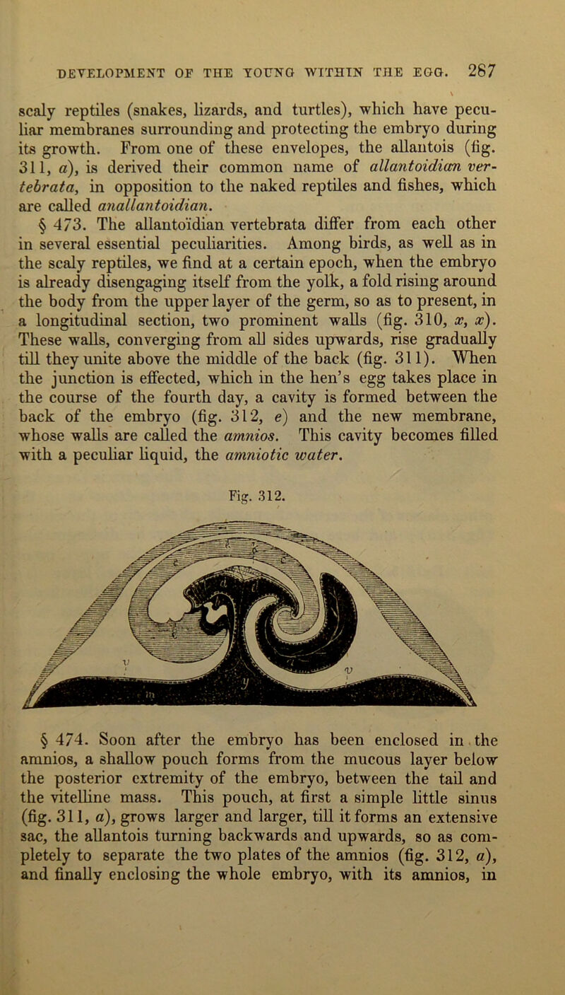 N scaly reptiles (snakes, lizards, and turtles), which have pecu- liar membranes surrounding and protecting the embryo during its growth. From one of these envelopes, the allantois (lig. 311, a), is derived their common name of allantoidian ver- tebrata, in opposition to the naked reptiles and fishes, which are called anal l ant oidian. § 473. The allanto'idian vertebrata differ from each other in several essential peculiarities. Among birds, as well as in the scaly reptiles, we find at a certain epoch, when the embryo is already disengaging itself from the yolk, a fold rising around the body from the upper layer of the germ, so as to present, in a longitudinal section, two prominent walls (fig. 310, x, x). These walls, converging from all sides upwards, rise gradually till they unite above the middle of the back (fig. 311). When the junction is effected, which in the hen’s egg takes place in the course of the fourth day, a cavity is formed between the back of the embryo (fig. 312, e) and the new membrane, whose walls are called the amnios. This cavity becomes filled with a peculiar liquid, the amniotic water. Fig. 312. § 474. Soon after the embryo has been enclosed in the amnios, a shallow pouch forms from the mucous layer below the posterior extremity of the embryo, between the tail and the vitelline mass. This pouch, at first a simple little sinus (fig. 311, a), grows larger and larger, till it forms an extensive sac, the allantois turning backwards and upwards, so as com- pletely to separate the two plates of the amnios (fig. 312, a), and finally enclosing the whole embryo, with its amnios, in