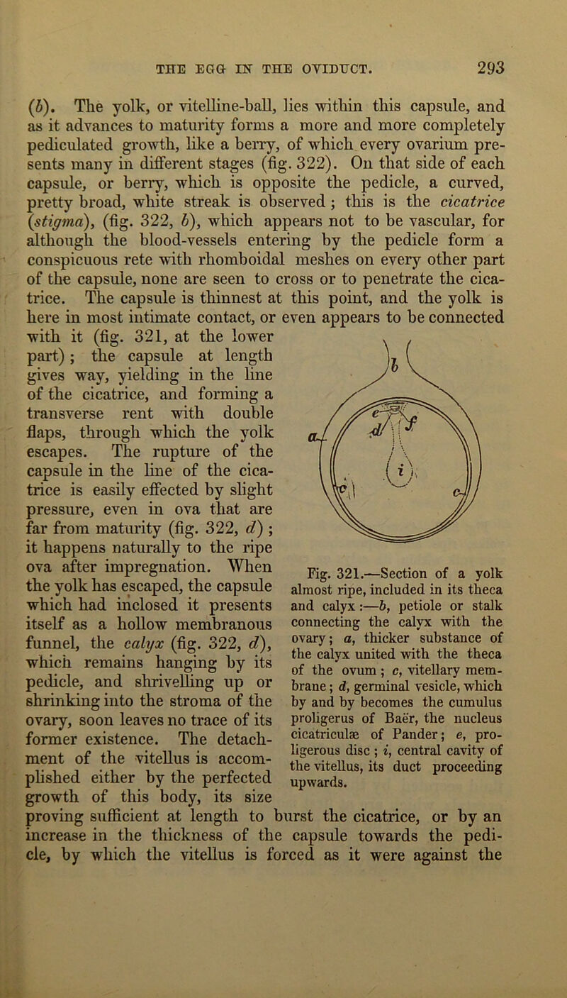 (b). The yolk, or vitelline-ball, lies within this capsule, and as it advances to maturity forms a more and more completely pediculated growth, like a berry, of which every ovarium pre- sents many in different stages (fig. 322). On that side of each capsule, or berry, which is opposite the pedicle, a curved, pretty broad, white streak is observed ; this is the cicatrice (stigma), (fig. 322, b), which appears not to be vascular, for although the blood-vessels entering by the pedicle form a conspicuous rete with rhomb oidal meshes on every other part of the capsule, none are seen to cross or to penetrate the cica- trice. The capsule is thinnest at this point, and the yolk is here in most intimate contact, or even appears to be connected with it (fig. 321, at the lower part); the capsule at length gives way, yielding in the line of the cicatrice, and forming a transverse rent with double flaps, through which the yolk escapes. The rupture of the capsule in the line of the cica- trice is easily effected by slight pressure, even in ova that are far from maturity (fig. 322, d) ; it happens naturally to the ripe ova after impregnation. When the yolk has escaped, the capsule which had inclosed it presents itself as a hollow membranous funnel, the calyx (fig. 322, d), which remains hanging by its pedicle, and shrivelling up or shrinking into the stroma of the ovary, soon leaves no trace of its former existence. The detach- ment of the vitellus is accom- plished either by the perfected growth of this body, its size proving sufficient at length to burst the cicatrice, or by an increase in the thickness of the capsule towards the pedi- cle, by which the vitellus is forced as it were against the Fig. 321.—Section of a yolk almost ripe, included in its theca and calyx:—b, petiole or stalk connecting the calyx with the ovary; a, thicker substance of the calyx united with the theca of the ovum ; c, vitellary mem- brane ; d, germinal vesicle, which by and by becomes the cumulus proligerus of Baer, the nucleus cicatriculae of Pander; e, pro- ligerous disc ; i, central cavity of the vitellus, its duct proceeding upwards.