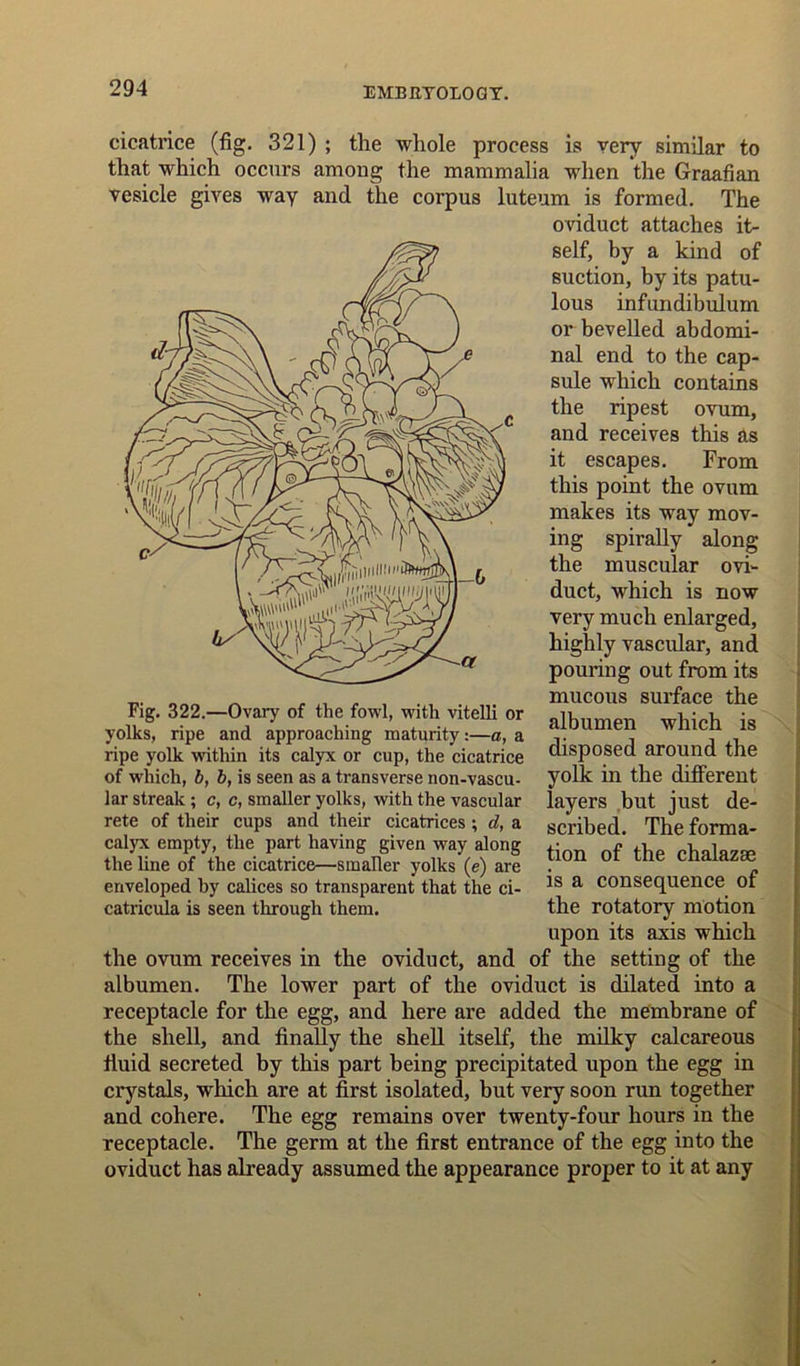 cicatrice (fig. 321) ; the whole process is very similar to that which occurs among the mammalia when the Graafian vesicle gives way and the corpus luteum is formed. The oviduct attaches it- self, by a kind of suction, by its patu- lous infundibulum or bevelled abdomi- nal end to the cap- sule wrhich contains the ripest ovum, and receives this as it escapes. From this point the ovum makes its way mov- ing spirally along the muscular ovi- duct, which is now very much enlarged, highly vascular, and pouring out from its mucous surface the albumen which is disposed around the yolk in the different layers but just de- scribed. The forma- tion of the chalazse is a consequence of the rotatory motion upon its axis which the ovum receives in the oviduct, and of the setting of the albumen. The lower part of the oviduct is dilated into a receptacle for the egg, and here are added the membrane of the shell, and finally the shell itself, the milky calcareous fluid secreted by this part being precipitated upon the egg in crystals, which are at first isolated, but very soon run together and cohere. The egg remains over twenty-four hours in the receptacle. The germ at the first entrance of the egg into the oviduct has already assumed the appearance proper to it at any Fig. 322.—Ovary of the fowl, with vitelli or yolks, ripe and approaching maturity:—a, a ripe yolk within its calyx or cup, the cicatrice of which, b, b, is seen as a transverse non-vascu- lar streak ; c, c, smaller yolks, with the vascular rete of their cups and their cicatrices ; d, a calyx empty, the part having given way along the line of the cicatrice—smaller yolks (e) are enveloped by calices so transparent that the ci- catricula is seen through them.