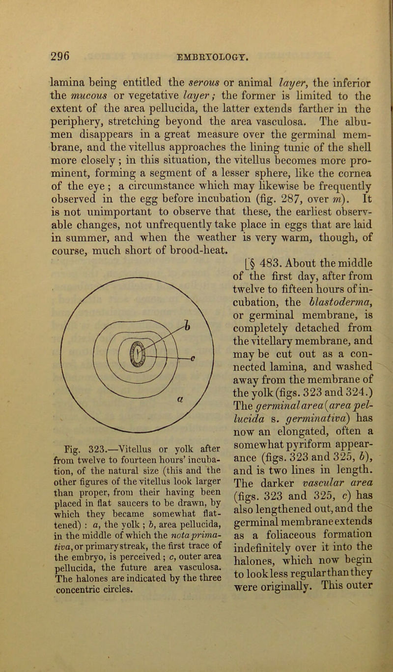 lamina being entitled the serous or animal layer, the inferior the mucous or vegetative layer; the former is limited to the extent of the area pellucida, the latter extends farther in the periphery, stretching beyond the area vasculosa. The albu- men disappears in a great measure over the germinal mem- brane, and the vitellus approaches the lining tunic of the shell more closely; in this situation, the vitellus becomes more pro- minent, forming a segment of a lesser sphere, like the cornea of the eye ; a circumstance which may likewise be frequently observed in the egg before incubation (fig. 287, over m). It is not unimportant to observe that these, the earliest observ- able changes, not unfrequently take place in eggs that are laid in summer, and when the weather is very warm, though, of course, much short of brood-heat. Fig. 323.—Vitellus or yolk after from twelve to fourteen hours’ incuba- tion, of the natural size (this and the other figures of the vitellus look larger than proper, from their having been placed in flat saucers to he drawn, by which they became somewhat flat- tened) : a, the yolk ; b, area pellucida, in the middle of which the notaprima- tiva, or primary streak, the first trace of the embryo, is perceived; c, outer area pellucida, the future area vasculosa. The halones are indicated by the three concentric circles. [_'§ 483. About the middle of the first day, after from twelve to fifteen hours of in- cubation, the blastoderma, or germinal membrane, is completely detached from the vitellary membrane, and may be cut out as a con- nected lamina, and washed away from the membrane of the yolk(figs. 323 and 324.) The germinal area(areapel- lucida s. germinativa) has now an elongated, often a somewhat pyriform appear- ance (figs. 323 and 325, b), and is two lines in length. The darker vascular area (figs. 323 and 325, c) has also lengthened out,and the germinal membrane extends as a foliaceous formation indefinitely over it into the halones, which now begin to look less regular than they were originally. This outer