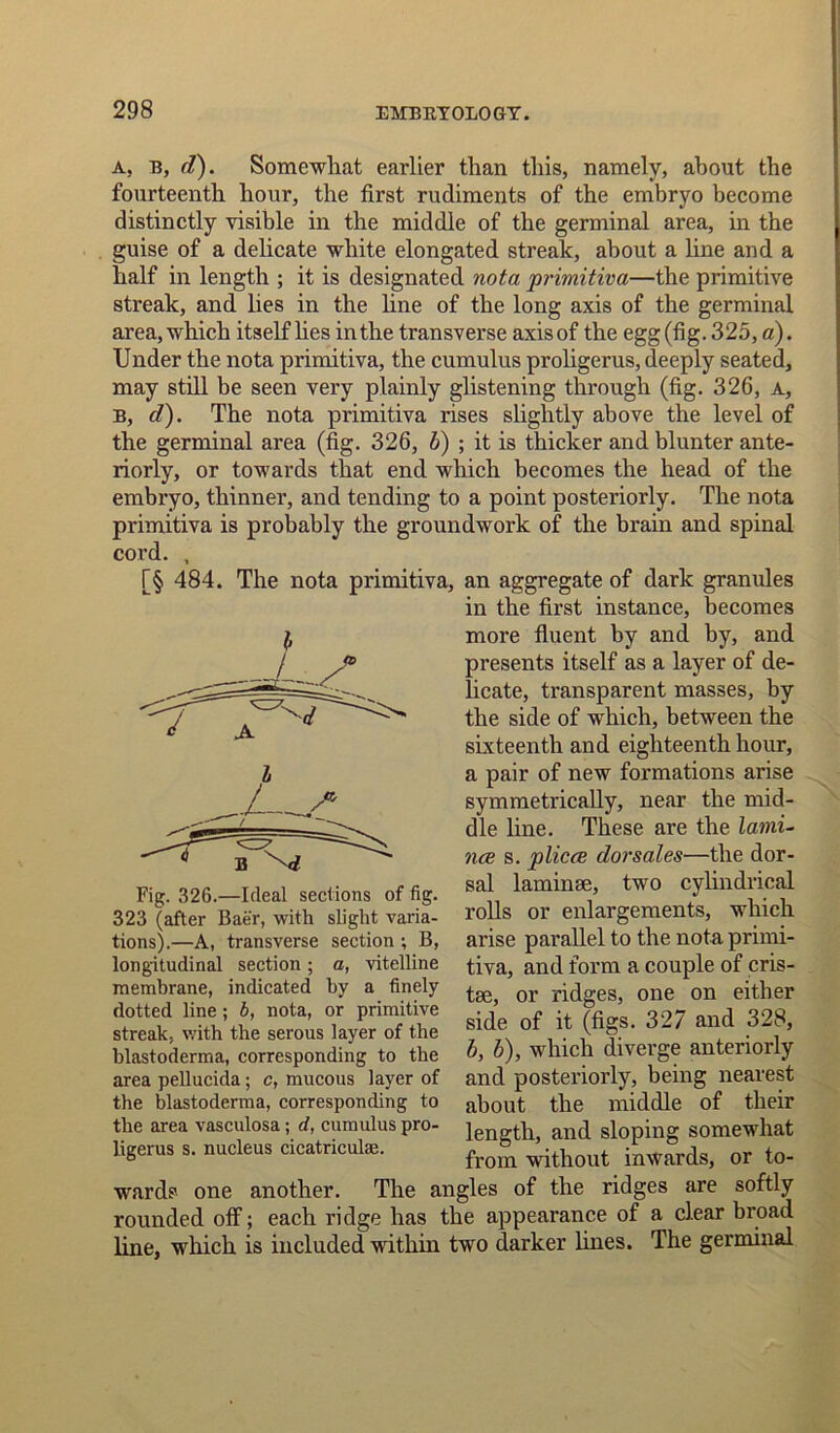 a, B, d). Somewhat earlier than this, namely, about the fourteenth hour, the first rudiments of the embryo become distinctly visible in the middle of the germinal area, in the guise of a delicate white elongated streak, about a line and a half in length ; it is designated nota primitivei—the primitive streak, and lies in the line of the long axis of the germinal area, which itself lies in the transverse axis of the egg (fig. 325, a). Under the nota primitiva, the cumulus proligerus, deeply seated, may still be seen very plainly glistening through (fig. 326, a, b, d). The nota primitiva rises slightly above the level of the germinal area (fig. 326, b) ; it is thicker and blunter ante- riorly, or towards that end which becomes the head of the embryo, thinner, and tending to a point posteriorly. The nota primitiva is probably the groundwork of the brain and spinal cord. , [§ 484. The nota primitiva, an aggregate of dark granules in the first instance, becomes more fluent by and by, and presents itself as a layer of de- licate, transparent masses, by the side of which, between the sixteenth and eighteenth hour, a pair of new formations arise symmetrically, near the mid- dle line. These are the lami- nee s. plicce dorsales—the dor- sal laminae, two cylindrical rolls or enlargements, which arise parallel to the nota primi- tiva, and form a couple of cris- tae, or ridges, one on either side of it (figs. 327 and 328, b, b), which diverge anteriorly and posteriorly, being nearest about the middle of their length, and sloping somewhat from without inwards, or to- wards one another. The angles of the ridges are softly rounded off; each ridge has the appearance of a clear broad line, which is included within two darker lines. The germinal Fig. 326.—Ideal sections of fig. 323 (after Baer, with slight varia- tions).—A, transverse section ; B, longitudinal section; a, vitelline membrane, indicated by a finely dotted line; b, nota, or primitive streak, with the serous layer of the blastoderma, corresponding to the area pellucida; c, mucous layer of the blastoderma, corresponding to the area vasculosa; d, cumulus pro- ligerus s. nucleus cicatriculac.