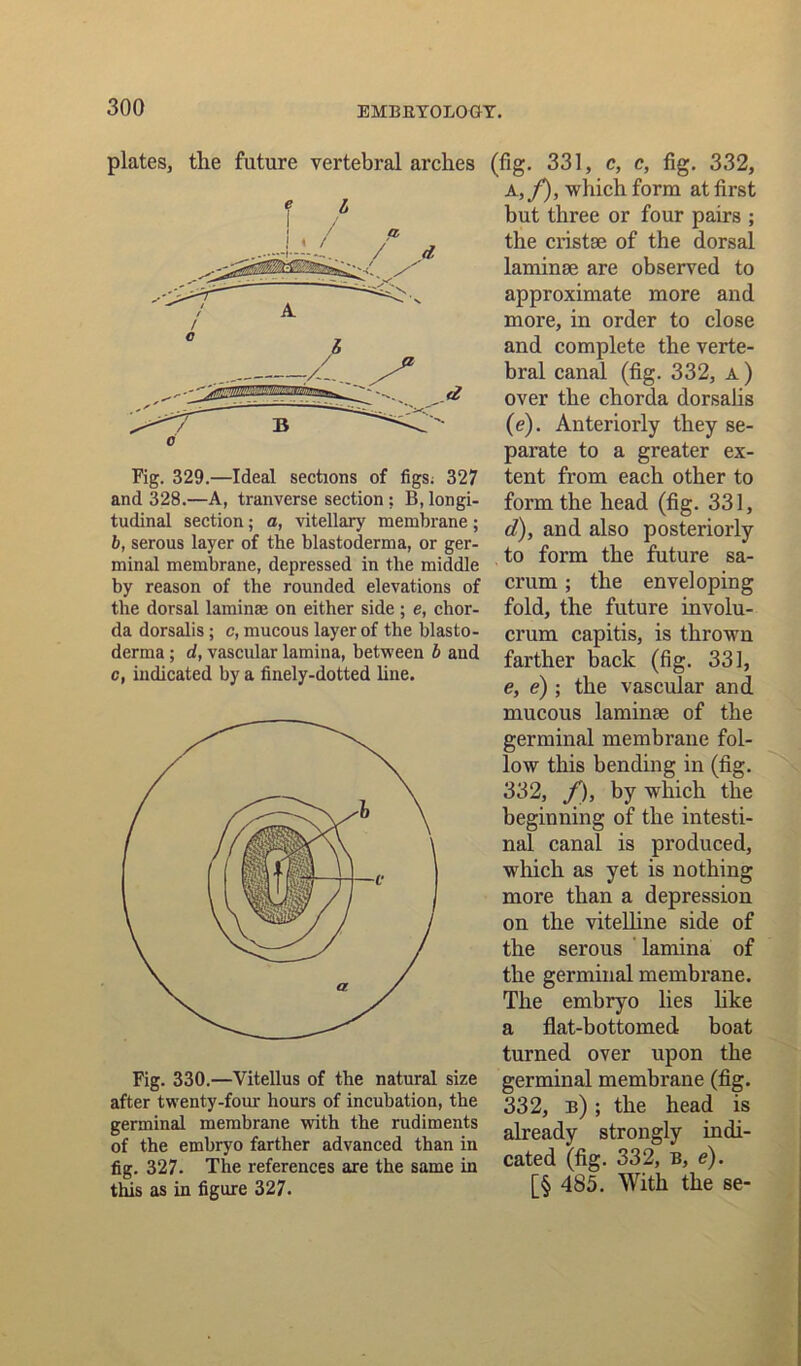 plates, the future vertebral arches /- ^ Fig. 329.—Ideal sections of figs; 327 and 328.—A, tranverse section ? B, longi- tudinal section; a, vitellary membrane; b, serous layer of the blastoderma, or ger- minal membrane, depressed in the middle by reason of the rounded elevations of the dorsal laminae on either side ; e, chor- da dorsalis; c, mucous layer of the blasto- derma ; d, vascular lamina, between b and c, indicated by a finely-dotted line. Fig. 330.—Vitellus of the natural size after twenty-four hours of incubation, the germinal membrane with the rudiments of the embryo farther advanced than in fig. 327. The references are the same in this as in figure 327. (fig. 331, c, c, fig. 332, A,f), which form at first but three or four pairs ; the cristse of the dorsal laminae are observed to approximate more and more, in order to close and complete the verte- bral canal (fig. 332, A ) over the chorda dorsalis (e). Anteriorly they se- parate to a greater ex- tent from each other to form the head (fig. 331, d), and also posteriorly to form the future sa- crum ; the enveloping fold, the future involu- crum capitis, is thrown farther back (fig. 331, e, e); the vascular and mucous laminae of the germinal membrane fol- low this bending in (fig. 332, f), by which the beginning of the intesti- nal canal is produced, which as yet is nothing more than a depression on the vitelline side of the serous lamina of the germinal membrane. The embryo lies like a flat-bottomed boat turned over upon the germinal membrane (fig. 332, b) ; the head is already strongly indi- cated (fig. 332, B, e). [§ 485. With the se-