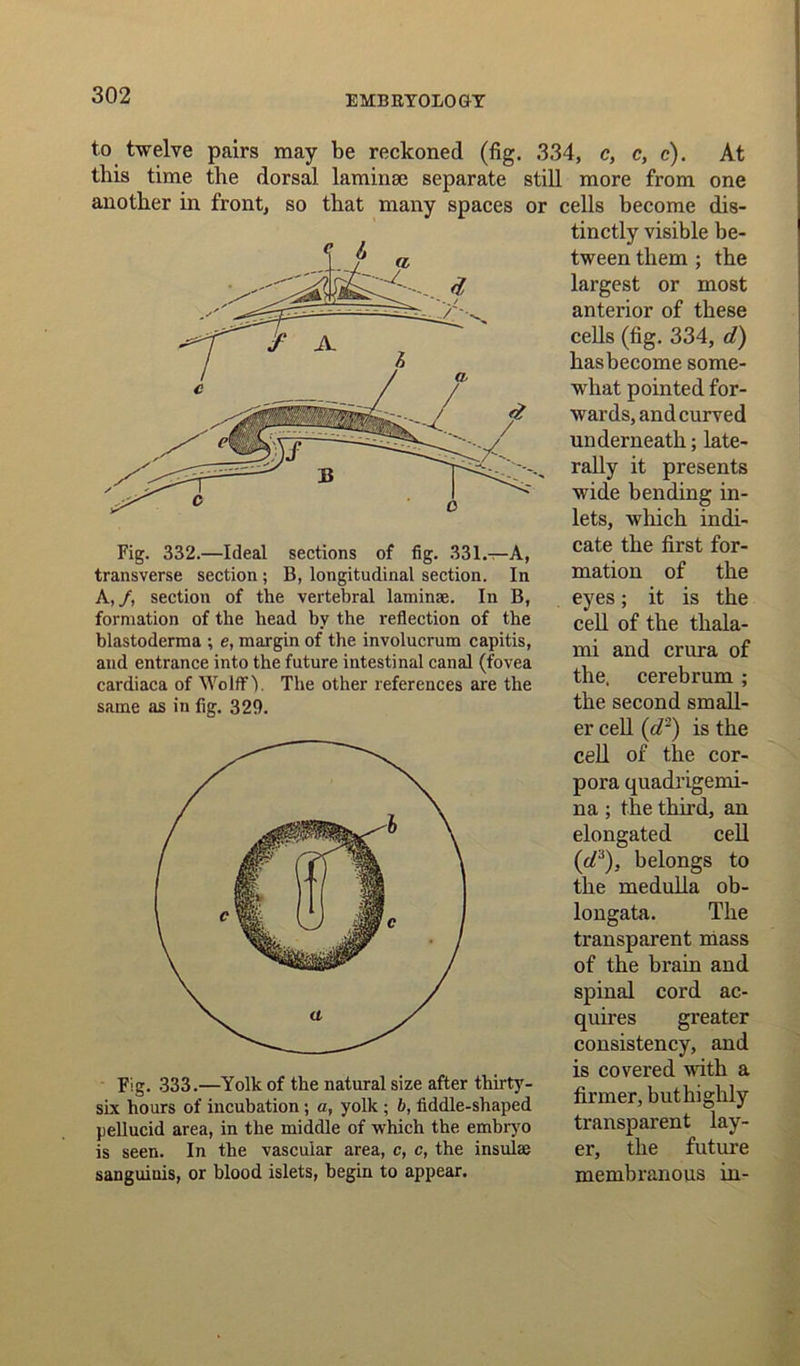 to twelve pairs may be reckoned (fig. 334, c, c, c). At this time the dorsal laminae separate still more from one another in front, so that many spaces or cells become dis- tinctly visible be- tween them ; the largest or most anterior of these cells (fig. 334, d) hasbecome some- what pointed for- wards, and curved underneath; late- rally it presents wide bending in- lets, which indi- cate the first for- mation of the eyes; it is the cell of the thala- mi and crura of the. cerebrum ; the second small- er cell (d2) is the cell of the cor- pora quadrigemi- na ; the third, an elongated cell (d:>), belongs to the medulla ob- longata. The transparent mass of the brain and spinal cord ac- quires greater consistency, and j. j. , , . ~ . is covered with a Fie. 333.—Yolk of the natural size after thirty- „ , • , , six hours of incubation; a, yolk ; 6, tiddle-shaped firmer> butbghly pellucid area, in the middle of which the embryo transparent iay- is seen. In the vascular area, c, c, the insulas er, the future sanguinis, or blood islets, begin to appear. membranous in- Fig. 332.—Ideal sections of fig. 331.—A, transverse section; B, longitudinal section. In A,/, section of the vertebral laminae. In B, formation of the head by the reflection of the blastoderma ; e, margin of the involucrum capitis, and entrance into the future intestinal canal (fovea cardiaca of Wolff 1. The other references are the same as in fig. 329.