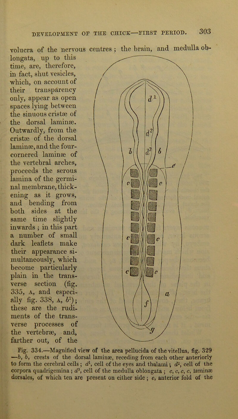 volucra of the nervous centres ; the brain, and medulla ob- longata, up to this time, are, therefore, in fact, shut vesicles, which, on account of their transparency only, appear as open spaces lying between the sinuous cristse of the dorsal laminae. Outwardly, from the cristse of the dorsal laminae, and the four- cornered laminae of the vertebral arches, proceeds the serous lamina of the germi- nal membrane, thick- ening as it grows, and bending from both sides at the same time slightly inwards ; in this part a number of small dark leaflets make their appearance si- multaneously, which become particularly plain in the trans- verse section (fig. 335, a, and especi- ally fig. 338, a, 62); these are the rudi- ments of the trans- verse processes of the vertebrae, and, farther out, of the Fig. 334.—Magnified view of the area pellucida of the-vitellus, fig. 329 —b, b, crests of the dorsal laminae, receding from each other anteriorly to form the cerebral cells ; cl\ cell of the eyes and tbalami •, dl, cell of the corpora quadrigemina ; d?, cell of the medulla oblongata ; c, c, c, c, laminae dorsales, of which ten are present on either side ; e, anterior fold of the