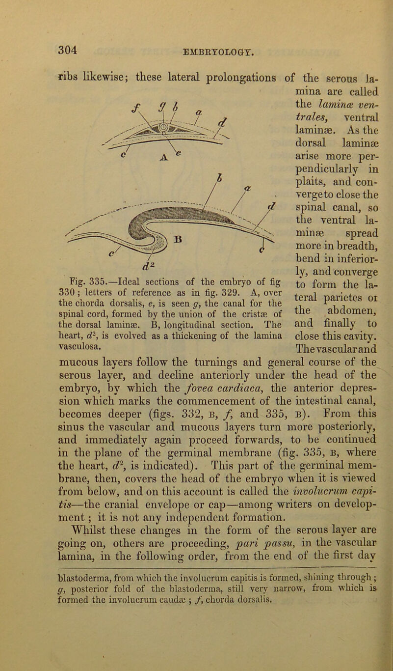 ribs likewise; these lateral prolongations of the serous la- mina are called the lamina ven- trales, ventral laminae. As the dorsal laminae arise more per- pendicularly in plaits, and con- verge to close the spinal canal, so the ventral la- minae spread more in breadth, bend in inferior- ly, and converge to form the la- teral parietes oi the abdomen, and finally to close this cavity. The vascular and Fig. 335.—Ideal sections of the embryo of fig 330; letters of reference as in fig. 329. A, over the chorda dorsalis, e, is seen g, the canal for the spinal cord, formed by the union of the cristse of the dorsal laminae. B, longitudinal section. The heart, d2, is evolved as a thickening of the lamina vasculosa. mucous layers follow the turnings and general course of the serous layer, and decline anteriorly under the head of the embryo, by which the fovea cardiaca, the anterior depres- sion which marks the commencement of the intestinal canal, becomes deeper (figs. 332, b, f and 335, b). From this sinus the vascular and mucous layers turn more posteriorly, and immediately again proceed forwards, to be continued in the plane of the germinal membrane (fig. 335, b, where the heart, d2, is indicated). This part of the germinal mem- brane, then, covers the head of the embryo when it is viewed from below, and on this account is called the involucrum capi- tis—the cranial envelope or cap—among writers on develop- ment ; it is not any independent formation. Whilst these changes in the form of the serous layer are going on, others are proceeding, pari passu, in the vascular lamina, in the following order, from the end of the first day blastoderma, from which the involucrum capitis is formed, shining through; g, posterior fold of the blastoderma, still very narrow, from which is formed the involucrum caudae ; chorda dorsalis.