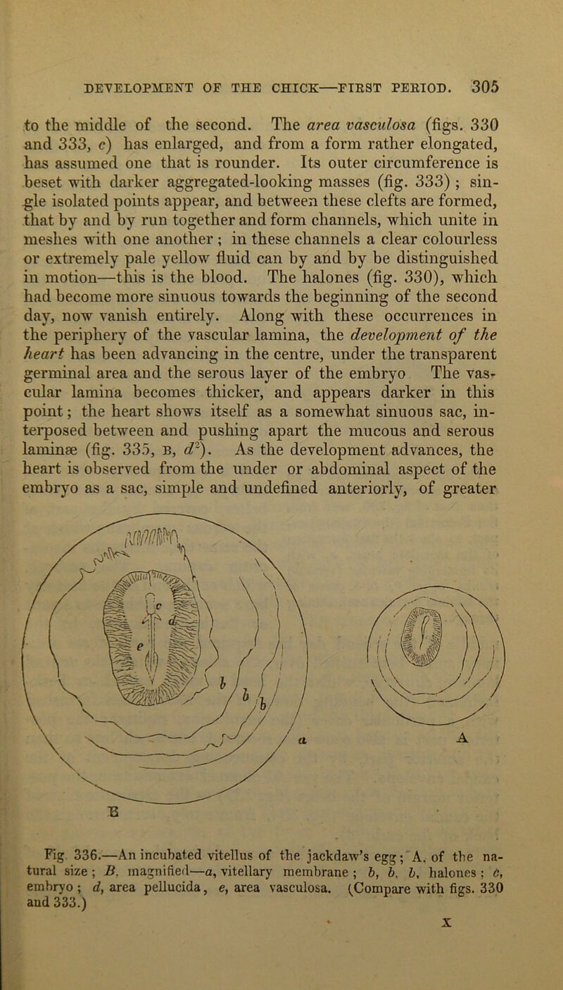 to the middle of the second. The area vasculosa (figs. 330 and 333, c) has enlarged, and from a form rather elongated, has assumed one that is rounder. Its outer circumference is beset with darker aggregated-looking masses (fig. 333); sin- gle isolated points appear, and between these clefts are formed, that by and by run together and form channels, which unite in meshes with one another ; in these channels a clear colourless or extremely pale yellow fluid can by and by be distinguished in motion—this is the blood. The lialones (fig. 330), which had become more sinuous towards the beginning of the second day, now vanish entirely. Along with these occurrences in the periphery of the vascular lamina, the development of the heart has been advancing in the centre, under the transparent germinal area and the serous layer of the embryo The vas- cular lamina becomes thicker, and appears darker in this point; the heart shows itself as a somewhat sinuous sac, in- terposed between and pushing apart the mucous and serous laminae (fig. 335, B, d~). As the development advances, the heart is observed from the under or abdominal aspect of the embryo as a sac, simple and undefined anteriorly, of greater Fig 336.—An incubated vitellus of the jackdaw’s egg; A, of the na- tural size ; B, magnified—a, vitellary membrane ; b, b, b, halones : C, embryo ; d, area pellucida, e, area vasculosa. (Compare with figs. 330 and 333.) X