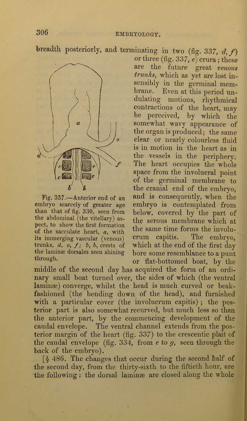 breadth posteriorly, and terminating in two (fig. 337, d, f) or three (fig. 337, e) crura; these are the future great venous trunks, which as yet are lost in- sensibly in the germinal mem- brane. Even at this period un- dulating motions, rhythmical contractions of the heart, may be perceived, by which the somewhat wavy appearance of the organ is produced; the same clear or nearly colourless fluid is in motion in the heart as in the vessels in the periphery. The heart occupies the whole space from the involucral point of the germinal membrane to the cranial end of the embryo, and is consequently, when the embryo is contemplated from below, covered by the part of the serous membrane which at the same time forms the involu- crum capitis. The embryo, which at the end of the first day bore some resemblance to a punt or flat-bottomed boat, by the middle of the second day has acquired the form of an ordi- nary small boat turned over, the sides of which (the ventral laminae) converge, whilst the head is much curved or beak- fashioned (the bending down of the head), and furnished with a particular cover (the involucrum capitis) ; the pos- terior part is also somewhat recurved, but much less so than the anterior part, by the commencing development of the caudal envelope. The ventral channel extends from the pos- terior margin of the heart (fig. 337) to the crescentic plait of the caudal envelope (fig. 334, from e to g, seen through the back of the embryo). [§ 486. The changes that occur during the second half of the second day, from the thirty-sixth to the fiftieth hour, are the following : the dorsal laminae are closed along the whole Fig. 337.—Anterior end of an embryo scarcely of greater age than that of fig. 330, seen from the abdominal (the vitellary) as- pect, to show the first formation of the sacculate heart, a, with its immerging vascular (venous) trunks, d, e, f; b, b, crests of the laminae dorsales seen shining through.