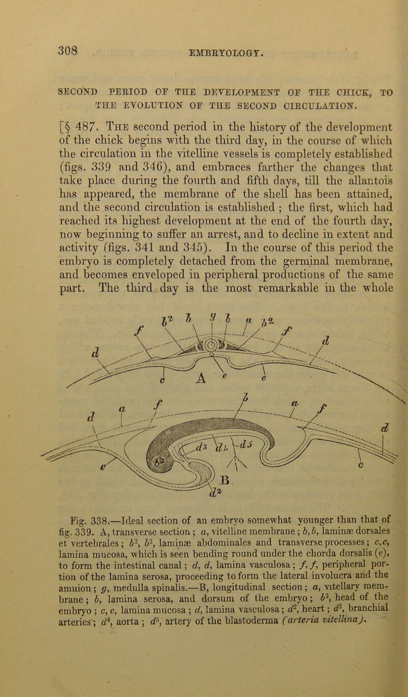 SECOND PERIOD OE THE DEVELOPMENT OF THE CHICK, TO THE EVOLUTION OF THE SECOND CIRCULATION. [§ 487. The second period in the history of the development of the chick begins with the third day, in the course of which the circulation in the vitelline vessels is completely established (figs. 339 and 34G), and embraces farther the changes that take place during the fourth and fifth days, till the allantois has appeared, the membrane of the shell has been attained, and the second circulation is established ; the first, which had reached its highest development at the end of the fourth day, now beginning to suffer an arrest, and to decliue in extent and activity (figs. 341 and 345). In the course of this period the embryo is completely detached from the germinal membrane, and becomes enveloped in peripheral productions of the same part. The third day is the most remarkable in the wrhole Fig. 338.—Ideal section of an embryo somewhat younger than that of fig. 339. A, transverse section ; a, vitelline membrane; b,b, laminae dorsales et vertebrales; b2, b2, laminae abdominales and transverse processes; c,c, lamina mucosa, which is seen bending round under the chorda dorsalis (e), to form the intestinal canal; d, d, lamina vasculosa; /, /, peripheral por- tion of the lamina serosa, proceeding to form the lateral involucra and the amnion; g, medulla spinalis.—B, longitudinal section; a, vitellary mem- brane ; b, lamina serosa, and dorsum of the embryo; b2, head of the embryo ; c, c, lamina mucosa ; d, lamina vasculosa; dr, heart; d3, branchial arteries'; d\ aorta ; d5, artery of the blastoderma (arteria vitellina). 7) ■! Z a \