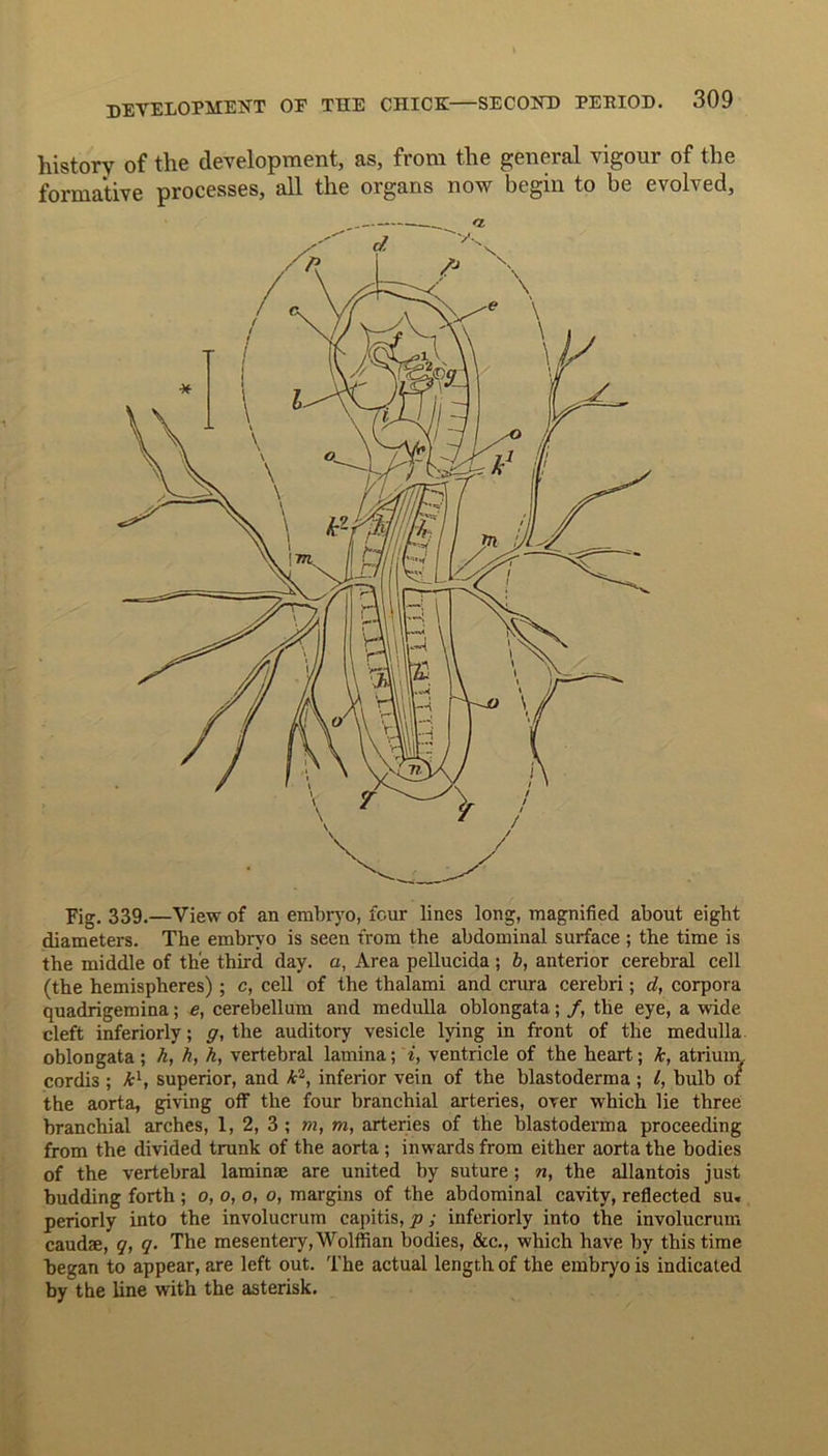 history of the development, as, from the general vigour of the formative processes, all the organs now begin to be evolved, Fig. 339.—View of an embryo, four lines long, magnified about eight diameters. The embryo is seen from the abdominal surface ; the time is the middle of the third day. a, Area pellucida ; b, anterior cerebral cell (the hemispheres) ; c, cell of the thalami and crura cerebri; d, corpora quadrigemina; e, cerebellum and medulla oblongata; /, the eye, a wide cleft interiorly; g, the auditory vesicle lying in front of the medulla oblongata; k, h, h, vertebral lamina; i, ventricle of the heart; k, atrium, cordis ; kl, superior, and £2, inferior vein of the blastoderma; l, bulb of the aorta, giving off the four branchial arteries, over which lie three branchial arches, 1, 2, 3 ; m, m, arteries of the blastoderma proceeding from the divided trunk of the aorta ; inwards from either aorta the bodies of the vertebral laminae are united by suture; n, the allantois just budding forth ; o, o, o, o, margins of the abdominal cavity, reflected su. periorly into the involucrum capitis, p; interiorly into the involucrum caudae, g, g. The mesentery, Wolffian bodies, &c., which have by this time began to appear, are left out. The actual length of the embryo is indicated by the line with the asterisk.