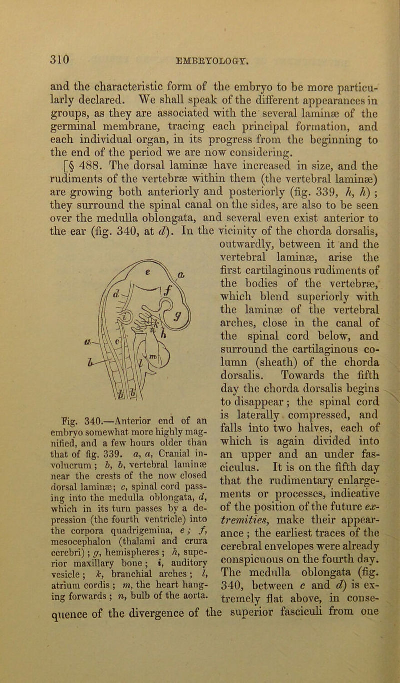 and the characteristic form of the embryo to be more particu- larly declared. We shall speak of the different appearances in groups, as they are associated with the several laminae of the germinal membrane, tracing each principal formation, and each individual organ, in its progress from the beginning to the end of the period we are now considering. [§ 488. The dorsal laminae have increased in size, and the rudiments of the vertebrae within them (the vertebral laminae) are growing both anteriorly and posteriorly (fig. 339, h, h) ; they surround the spinal canal on the sides, are also to be seen over the medulla oblongata, and several even exist anterior to the ear (fig. 340, at d). In the vicinity of the chorda dorsalis, Fig. 340.—Anterior end of an embryo somewhat more highly mag- nified, and a few hours older than that of fig. 339. a, a, Cranial in- volucrum ; b, b, vertebral laminae near the crests of the now closed dorsal laminae; c, spinal cord pass- ing into the medulla oblongata, d, which in its turn passes by a de- pression (the fourth ventricle) into the corpora quadrigemina, e; f, mesocephalon (thalami and crura cerebri); g, hemispheres ; h, supe- rior maxillary bone; t, auditory vesicle; k, branchial arches; l, atrium cordis ; m, the heart hang- ing forwards ; n, bulb of the aorta. quence of the divergence of t outwardly, between it and the vertebral laminae, arise the first cartilaginous rudiments of the bodies of the vertebrae, which blend superiorly with the laminae of the vertebral arches, close in the canal of the spinal cord below, and surround the cartilaginous co- lumn (sheath) of the chorda dorsalis. Towards the fifth day the chorda dorsalis begins to disappear ; the spinal cord is laterally compressed, and falls into two halves, each of which is again divided into an upper and an under fas- ciculus. It is on the fifth day that the rudimentary enlarge- ments or processes, indicative of the position of the future ex- tremities, make their appear- ance ; the earliest traces of the cerebral envelopes were already conspicuous on the fourth day. The medulla oblongata (fig. 340, between c and d) is ex- tremely flat above, in conse- 3 superior fasciculi from one