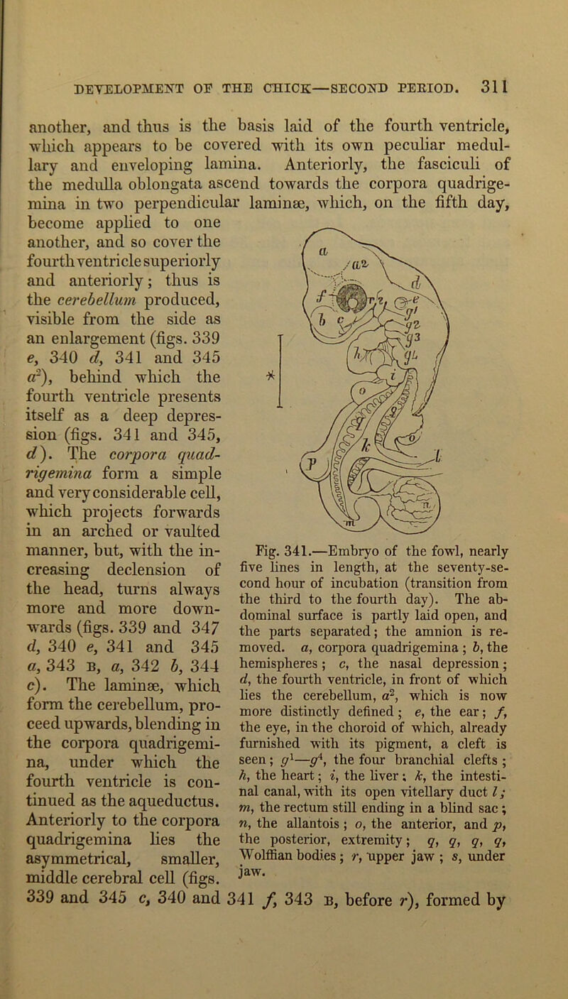 another, and thus is the basis laid of the fourth ventricle, which appears to be covered with its own peculiar medul- lary and enveloping lamina. Anteriorly, the fasciculi of the medulla oblongata ascend towards the corpora quadrige- mina in two perpendicular laminae, wliich, on the fifth day, become applied to one another, and so cover the fourth ventricle superiorly and anteriorly; thus is the cerebellum produced, visible from the side as an enlargement (figs. 339 e, 340 d, 341 and 345 a2), behind which the fourth ventricle presents itself as a deep depres- sion (figs. 341 and 345, d). The corpora quad- rig emina form a simple and very considerable cell, which projects forwards in an arched or vaulted manner, but, with the in- creasing declension of the head, turns always more and more down- wards (figs. 339 and 347 d, 340 e, 341 and 345 a, 343 b, a, 342 b, 344 e). The laminae, which form the cerebellum, pro- ceed upwards, blending in the corpora quadrigemi- na, under which the fourth ventricle is con- tinued as the aqueductus. Anteriorly to the corpora quadrigemina lies the asymmetrical, smaller, middle cerebral cell (figs. 339 and 345 c, 340 and Fig. 341.—Embryo of the fowl, nearly five lines in length, at the seventy-se- cond hour of incubation (transition from the third to the fourth day). The ab- dominal surface is partly laid open, and the parts separated; the amnion is re- moved. a, corpora quadrigemina ; b, the hemispheres ; c, the nasal depression; d, the fourth ventricle, in front of which lies the cerebellum, a2, which is now more distinctly defined; e, the ear; /, the eye, in the choroid of which, already furnished with its pigment, a cleft is seen; gl—g4, the four branchial clefts ; h, the heart; i, the liver ; k, the intesti- nal canal, with its open vitellary duct l; m, the rectum still ending in a blind sac ; n, the allantois ; o, the anterior, and p, the posterior, extremity; q, q, q, q, Wolffian bodies ; r, upper jaw ; s, under jaw. 341 /, 343 b, before r), formed by