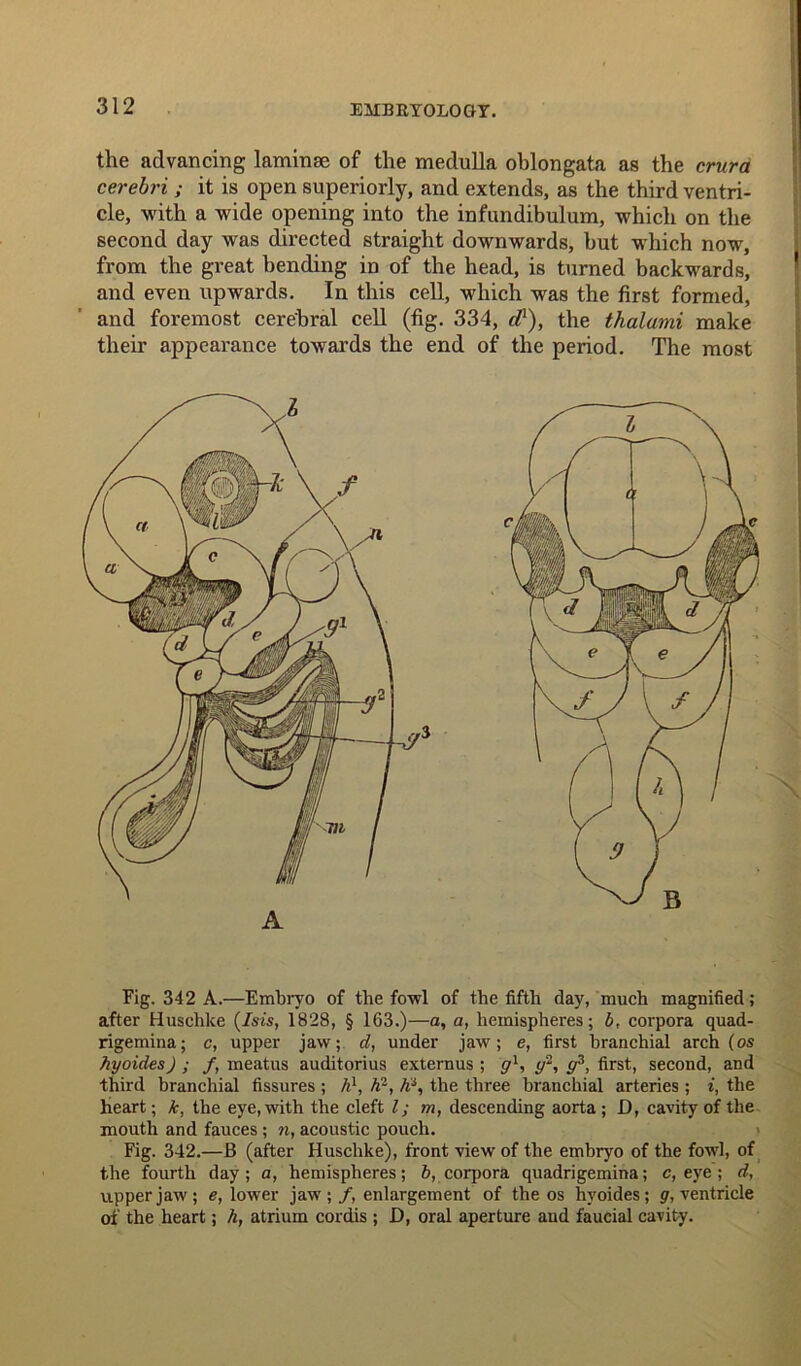 the advancing laminae of the medulla oblongata as the crura cerebri ; it is open superiorly, and extends, as the third ventri- cle, with a wide opening into the infundibulum, which on the second day was directed straight downwards, but which now, from the great bending in of the head, is turned backwards, and even upwards. In this cell, which was the first formed, and foremost cerebral cell (fig. 334, cl1), the thalami make their appearance towards the end of the period. The most A Fig. 342 A.—Embryo of the fowl of the fifth day, much magnified; after Huschke (Isis, 1828, § 163.)—a, a, hemispheres; b, corpora quad- rigemina; c, upper jaw; d, under jaw; e, first branchial arch (os hyoides) ; /, meatus auditorius externus ; gl, y^, g3, first, second, and third branchial fissures ; A1, fi1, h\ the three branchial arteries; i, the heart; k, the eye, with the cleft l; m, descending aorta ; D, cavity of the mouth and fauces; n, acoustic pouch. Fig. 342.—B (after Huschke), front view of the embryo of the fowl, of the fourth day; a, hemispheres; b, corpora quadrigemina; c, eye ; d, upper jaw; e, lower jaw;/, enlargement of the os hyoides; ventricle of the heart; h, atrium cordis ; D, oral aperture and faucial cavity.