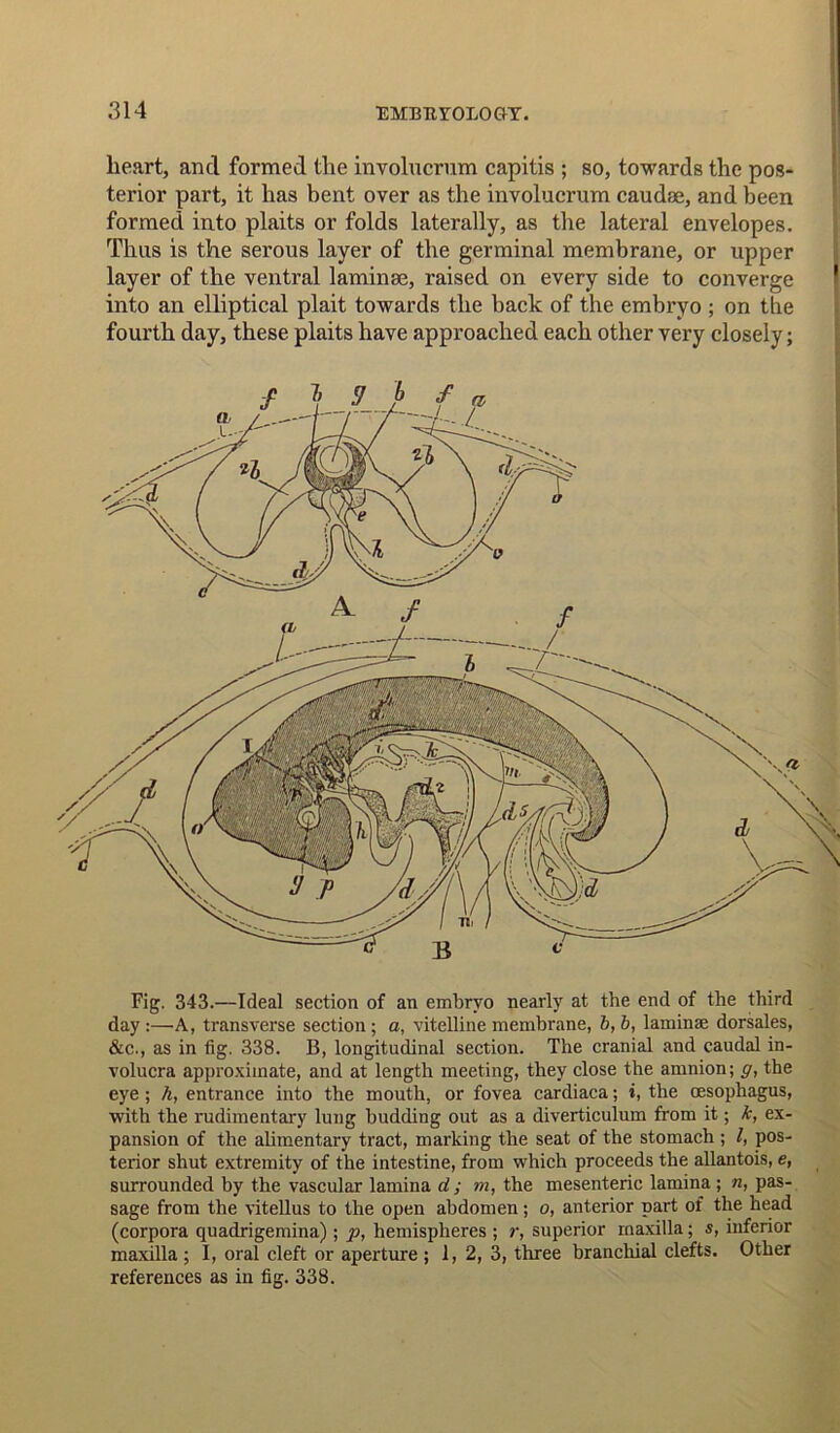 heart, and formed the involucrum capitis ; so, towards the pos- terior part, it has bent over as the involucrum caudse, and been formed into plaits or folds laterally, as the lateral envelopes. Thus is the serous layer of the germinal membrane, or upper layer of the ventral laminae, raised on every side to converge into an elliptical plait towards the back of the embryo ; on the fourth day, these plaits have approached each other very closely; Fig. 343.—Ideal section of an embryo nearly at the end of the third day :—A, transverse section; a, vitelline membrane, b, b, laminae dorsales, &c., as in fig. 338. B, longitudinal section. The cranial and caudal in- volucra approximate, and at length meeting, they close the amnion; g, the eye ; h, entrance into the mouth, or fovea cardiaca; i, the oesophagus, with the rudimentary lung budding out as a diverticulum from it; k, ex- pansion of the alimentary tract, marking the seat of the stomach ; l, pos- terior shut extremity of the intestine, from which proceeds the allantois, e, surrounded by the vascular lamina d ; m, the mesenteric lamina ; «, pas- sage from the vitellus to the open abdomen; o, anterior part of the head (corpora quadrigemina); p, hemispheres ; r, superior maxilla; s, inferior maxilla ; I, oral cleft or aperture ; 1, 2, 3, three branchial clefts. Other references as in fig. 338.