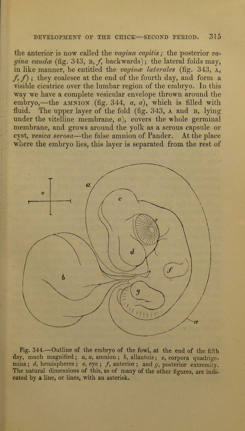 tlie anterior is now called the vagina capitis; the posterior va- gina caudce (fig. 343, B, f, backwards); the lateral folds may, in like manner, be entitled the vagina! laterales (fig. 343, A, f f) ; they coalesce at the end of the fourth day, and form a visible cicatrice over the lumbar region of the embryo. In this way we have a complete vesicular envelope thrown around the embryo,—the amnion (fig. 344, a, a), which is filled with fluid. The upper layer of the fold (fig. 343, a and b, lying under the vitelline membrane, a), covers the whole germinal membrane, and grows around the yolk as a serous capsule or cyst, vesica serosa—the false amnion of Pander. At the place where the embryo lies, this layer is separated from the rest of Fig. 344.—Outline of the embryo of the fowl, at the end of the fifth day, much magnified; a, a, amnion ; b, allantois; c, corpora quadrige- mina; d, hemispheres ; e, eye; /.anterior; and g, posterior extremity. The natural dimensions of this, as of many of the other figures, are indi- cated by a line, or lines, with an asterisk.