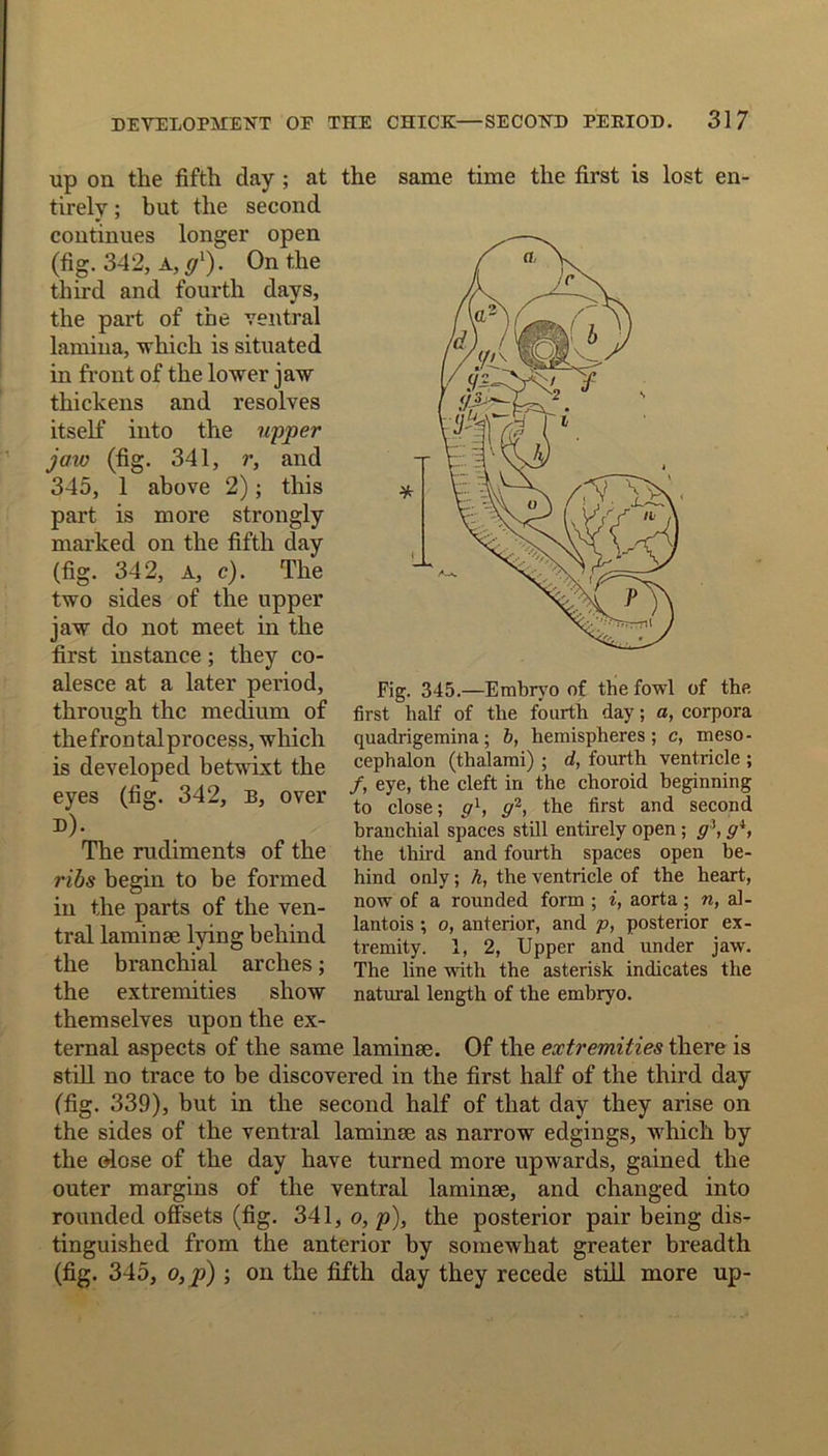 up on the fifth day ; at the same time the first is lost en- tirely ; but the second continues longer open (fig. 342, a, gx). On the third and fourth days, the part of the ventral lamina, which is situated in front of the lower jaw thickens and resolves itself into the upper jaxo (fig. 341, r, and 345, 1 above 2); this part is more strongly marked on the fifth day (fig. 342, a, c). The two sides of the upper jaw do not meet in the first instance ; they co- alesce at a later period, through the medium of thefrontalprocess, which is developed betwixt the eyes (fig. 342, b, over d). The rudiments of the ribs begin to be formed in the parts of the ven- tral laminae lying behind the branchial arches; the extremities show Fig. 345.—Embryo of the fowl of the first half of the fourth day; a, corpora quadrigemina; b, hemispheres; c, meso- cephalon (thalami) ; d, fourth ventricle ; /, eye, the cleft in the choroid beginning to close; g1, g*, the first and second branchial spaces still entirely open ; g\gi, the third and fourth spaces open be- hind only; h, the ventricle of the heart, now of a rounded form ; i, aorta; n, al- lantois ; 0, anterior, and p, posterior ex- tremity. 1, 2, Upper and under jaw. The line with the asterisk indicates the natural length of the embryo. themselves upon the ex- ternal aspects of the same laminse. Of the extremities there is still no trace to be discovered in the first half of the third day (fig. 339), but in the second half of that day they arise on the sides of the ventral laminse as narrow edgings, which by the ©lose of the day have turned more upwards, gained the outer margins of the ventral laminse, and changed into rounded offsets (fig. 341, 0, p), the posterior pair being dis- tinguished from the anterior by somewhat greater breadth (fig. 345, o,p) ; on the fifth day they recede still more up-