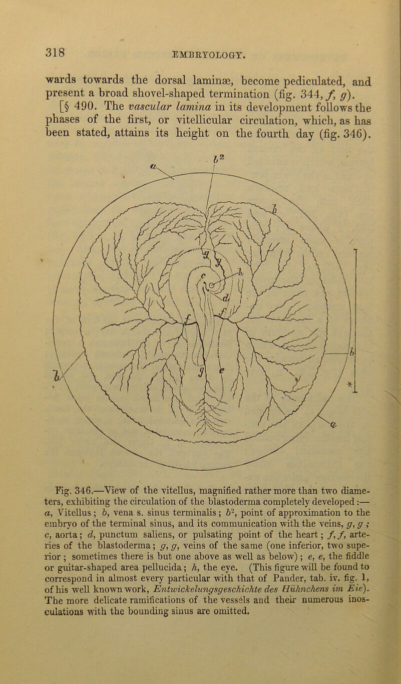 wards towards the dorsal laminae, become pediculated, and present a broad shovel-shaped termination (fig. 344,/, g). [§ 490. The vascular lamina in its development follows the phases of the first, or vitellicular circulation, which, as has been stated, attains its height on the fourth day (fig. 346). bz Fig. 346.—View of the vitellus, magnified rather more than two diame- ters, exhibiting the circulation of the hlastoderma completely developed:— «, Vitellus; b, vena s. sinus terminalis; b-, point of approximation to the embryo of the terminal sinus, and its communication with the veins, g, g ; c, aorta; d, punctum saliens, or pulsating point of the heart; /, /, arte- ries of the hlastoderma; g, g, veins of the same (one inferior, two supe- rior ; sometimes there is but one above as well as below); e, e, the fiddle or guitar-shaped area pellucida; h, the eye. (This figure will be found to correspond in almost every particular with that of Pander, tab. iv. fig. 1, of his well known work, Entwickelungsgeschichte des Huhnchens im Eie). The more delicate ramifications of the vessels and their numerous inos- culations with the hounding sinus are omitted.