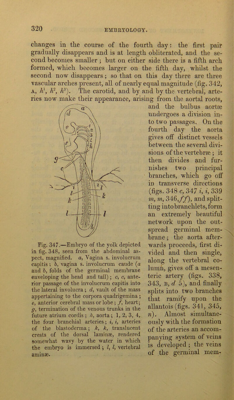 changes in the course of the fourth day: the first pair gradually disappears and is at length obliterated, and the se- cond becomes smaller ; but on either side there is a fifth arch formed, which becomes larger on the fifth day, whilst the second now disappears; so that on this day there are three vascular arches present, all of nearly equal magnitude (fig. 342, A, h\ K2, h3). The carotid, and by and by the vertebral, arte- ries now make their appearance, Fig. 347.—Embryo of the yolk depicted in fig. 348, seen from the abdominal as- pect, magnified, a, Vagina s. involucrura capitis; b, vagina s. involucrum caude (a and b, folds of the germinal membrane enveloping the head and tail) ; c, c, ante- rior passage of the involucrum capitis into the lateral involucra ; d, vault of the mass appertaining to the corpora quadrigemina ; e, anterior cerebral mass or lobe; /, heart; g, termination of the venous trunks in the future atrium cordis ; h, aorta; 1, 2, 3, 4, the four branchial arteries; i, i, arteries of the blastoderma; k, k, translucent crests of the dorsal laminae, rendered somewhat wavy by the water in wdiich the embryo is immersed; l, l, vertebral aminae. arising from the aortal roots, and the bulbus aortee undergoes a division in- to two passages. On the fourth day the aorta gives off distinct vessels between the several divi- sions of the vertebrae ; it then divides and fur- nishes two principal branches, which go off in transverse directions (figs. 348 c, 347 i, i, 339 m, nr, 346,//), and split- ting intobranchlets, form an extremely beautiful network upon the out- spread germinal mem- brane ; the aorta after- wards proceeds, first di- vided and then single, along the vertebral co- lumn, gives off a mesen- teric artery (figs. 338, 343, B, cl 5), and finally splits into two branches that ramify upon the allantois (figs. 341, 345, n). Almost simultane- ously with the formation of the arteries an accom- panying system of veins is developed ; the veins of the germinal mem-