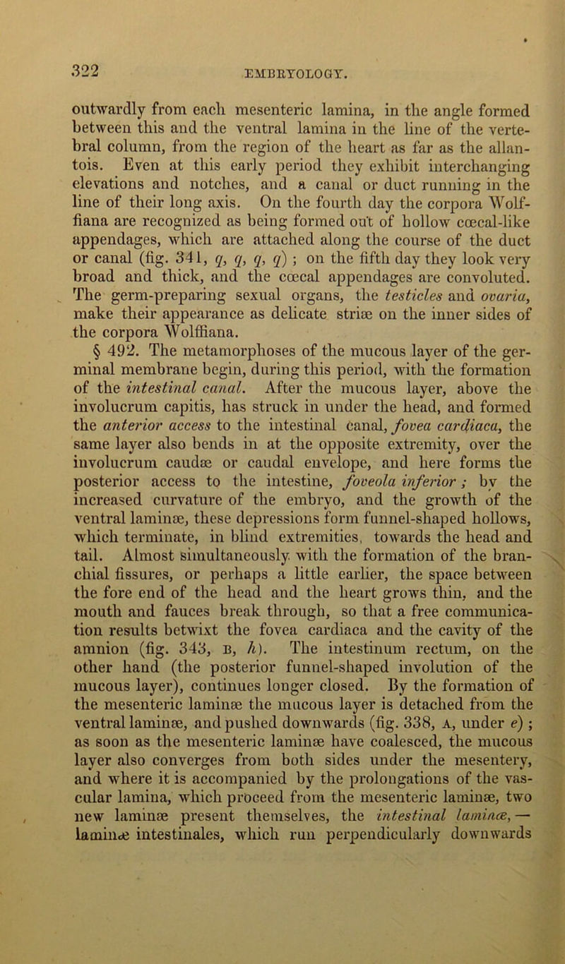 outwardly from each mesenteric lamina, in the angle formed between this and the ventral lamina in the line of the verte- bral column, from the region of the heart as far as the allan- tois. Even at this early period they exhibit interchanging elevations and notches, and a canal or duct running in the line of their long axis. On the fourth day the corpora Wolf- fiana are recognized as being formed out of hollow coecal-like appendages, which are attached along the course of the duct or canal (fig. 341, q, q, q, q) ; on the fifth day they look very broad and thick, and the coecal appendages are convoluted. The germ-preparing sexual organs, the testicles and ovaria, make their appearance as delicate striae on the inner sides of the corpora Wolffiana. § 492. The metamorphoses of the mucous layer of the ger- minal membrane begin, during this period, with the formation of the intestinal canal. After the mucous layer, above the involucrum capitis, has struck in under the head, and formed the anterior access to the intestinal canal, fovea cardiaca, the same layer also bends in at the opposite extremity, over the involucrum caudaj or caudal envelope, and here forms the posterior access to the intestine, foveola inferior; bv the increased curvature of the embryo, and the growth of the ventral laminae, these depressions form funnel-shaped hollows, which terminate, in blind extremities, towards the head and tail. Almost simultaneously with the formation of the bran- chial fissures, or perhaps a little earlier, the space between the fore end of the head and the heart grows thin, and the mouth and fauces break through, so that a free communica- tion results betwixt the fovea cardiaca and the cavity of the amnion (fig. 343, B, h). The intestinum rectum, on the other hand (the posterior funnel-shaped involution of the mucous layer), continues longer closed. By the formation of the mesenteric laminae the mucous layer is detached from the ventral laminae, and pushed downwards (fig. 338, A, under e) ; as soon as the mesenteric laminae have coalesced, the mucous layer also converges from both sides under the mesentery, and where it is accompanied by the prolongations of the vas- cular lamina, which proceed from the mesenteric laminae, two new laminae present themselves, the intestinal laminoe, — la mince intestinales, which run perpendicularly downwards
